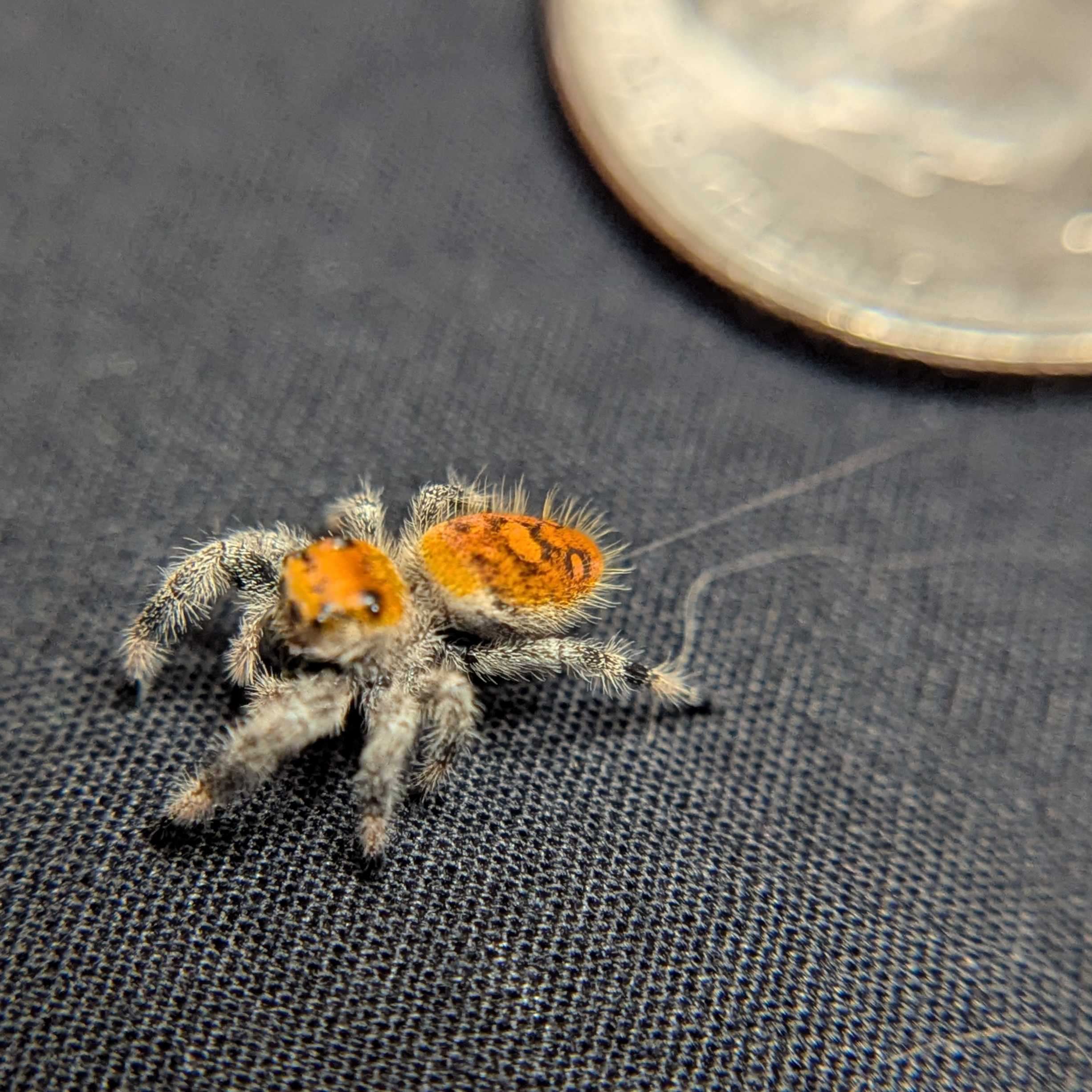 Regal Jumping Spider "Halloween"