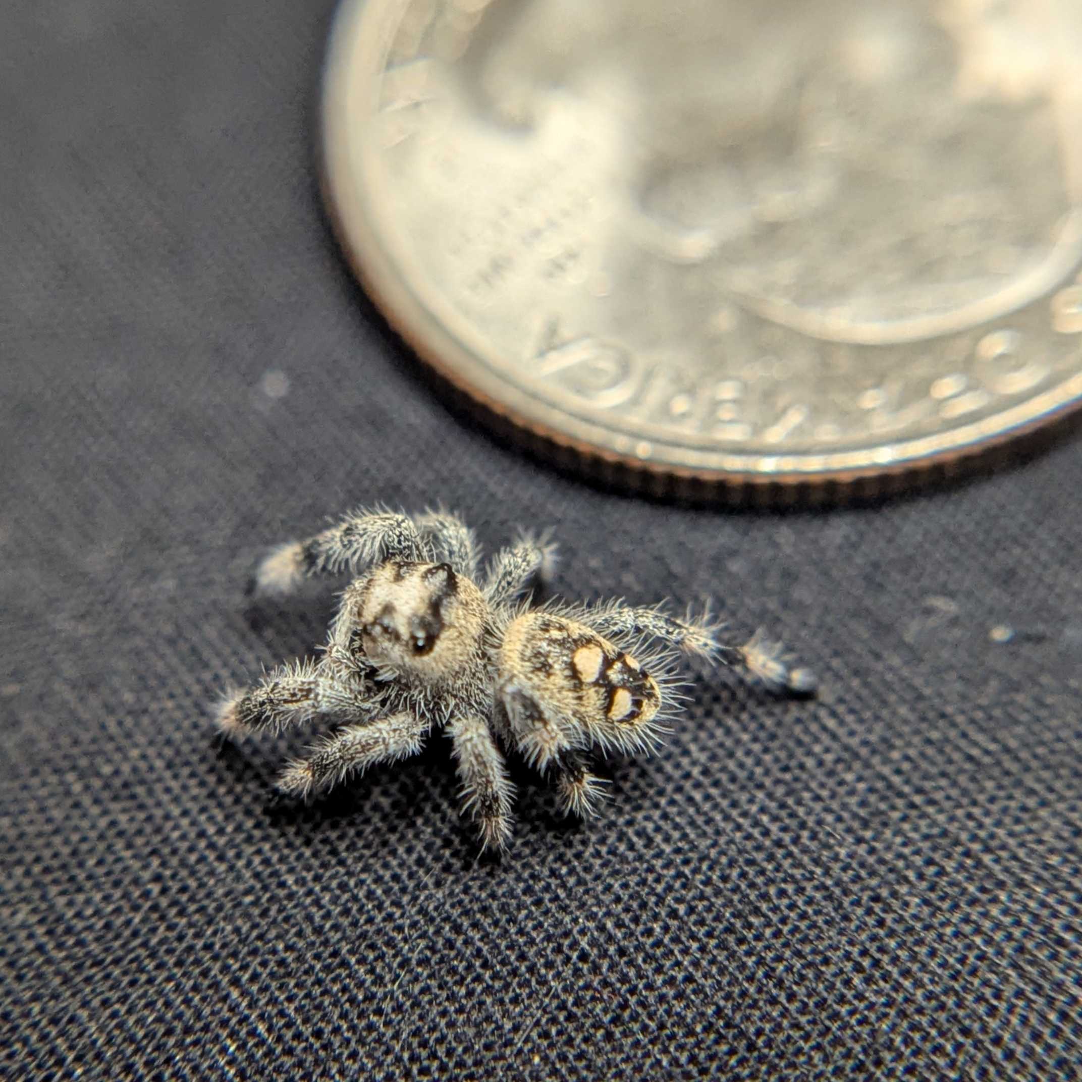 Regal Jumping Spider "Egg"