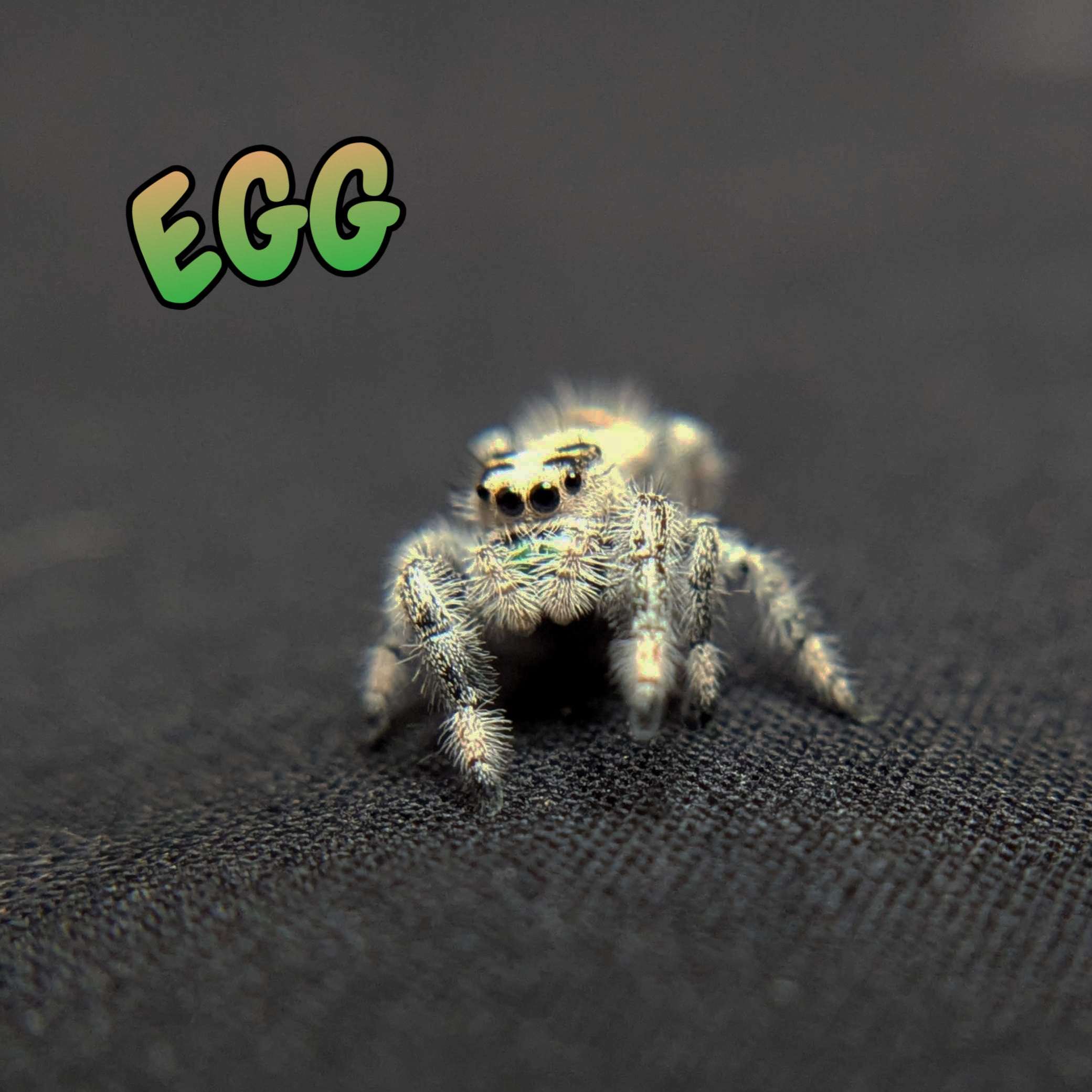 Regal Jumping Spider "Egg"