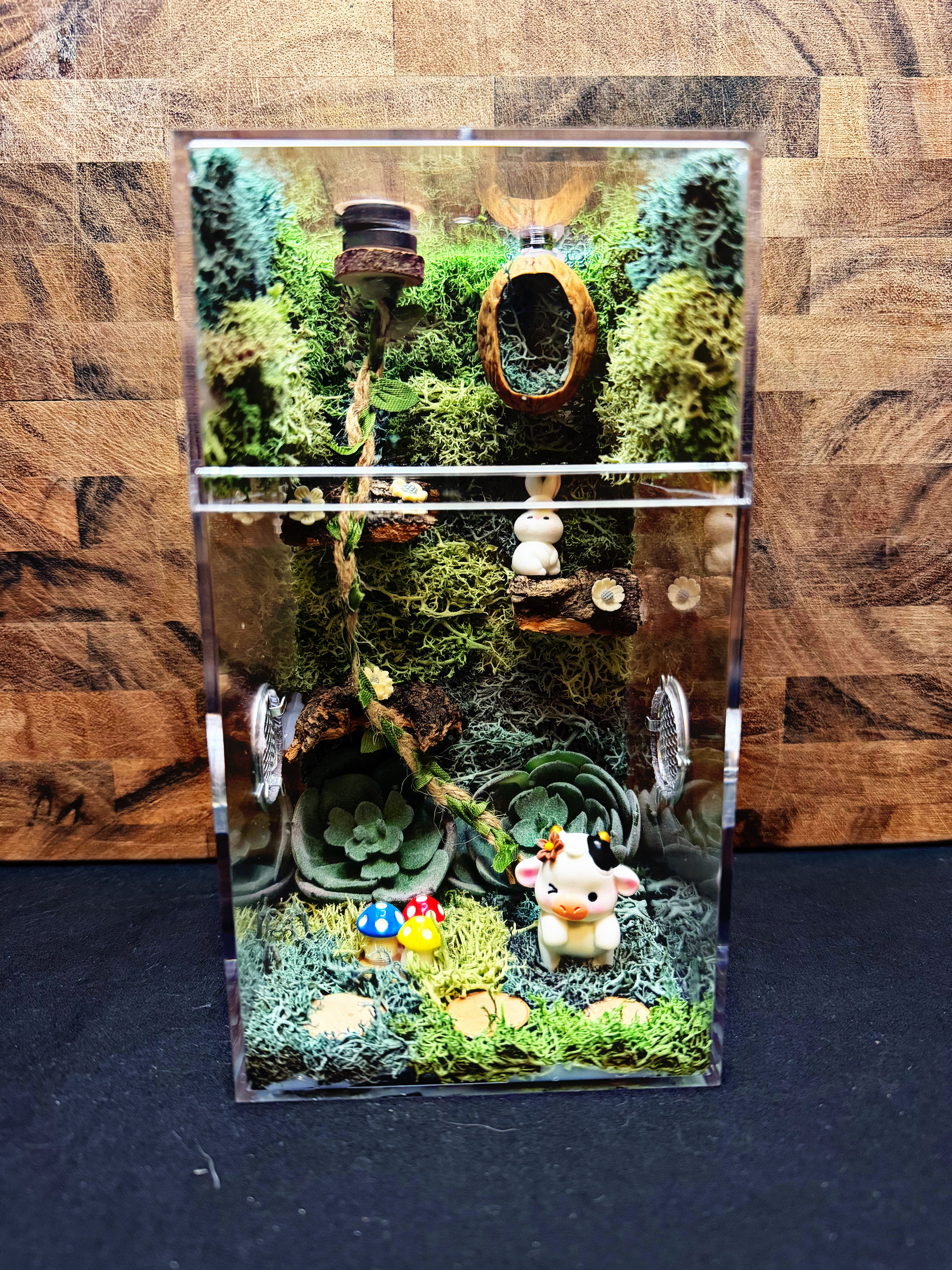 Custom Jumping Spider Enclosure