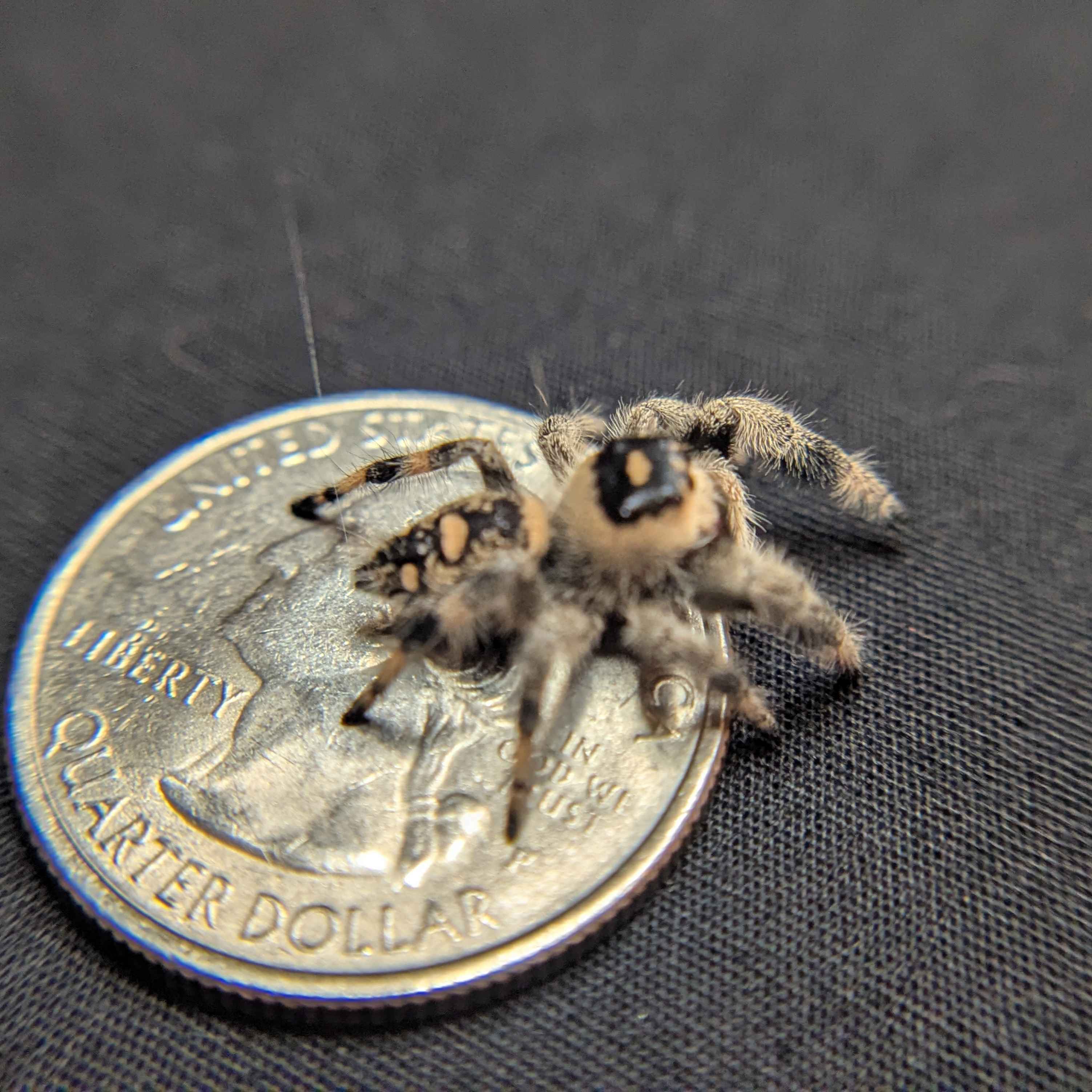 Regal Jumping Spider "Elvira"