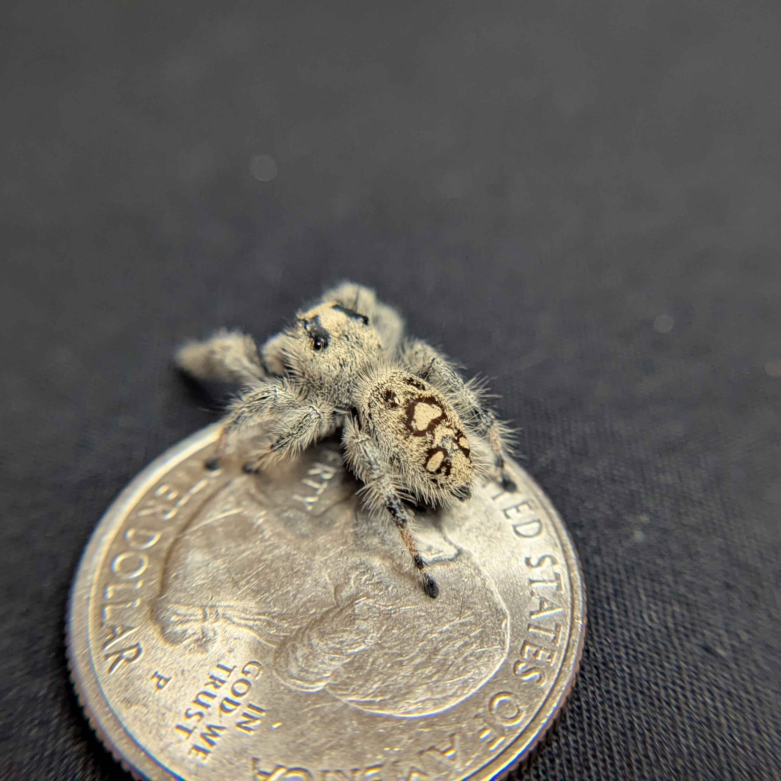 Regal Jumping Spider “Blackberry Pie”