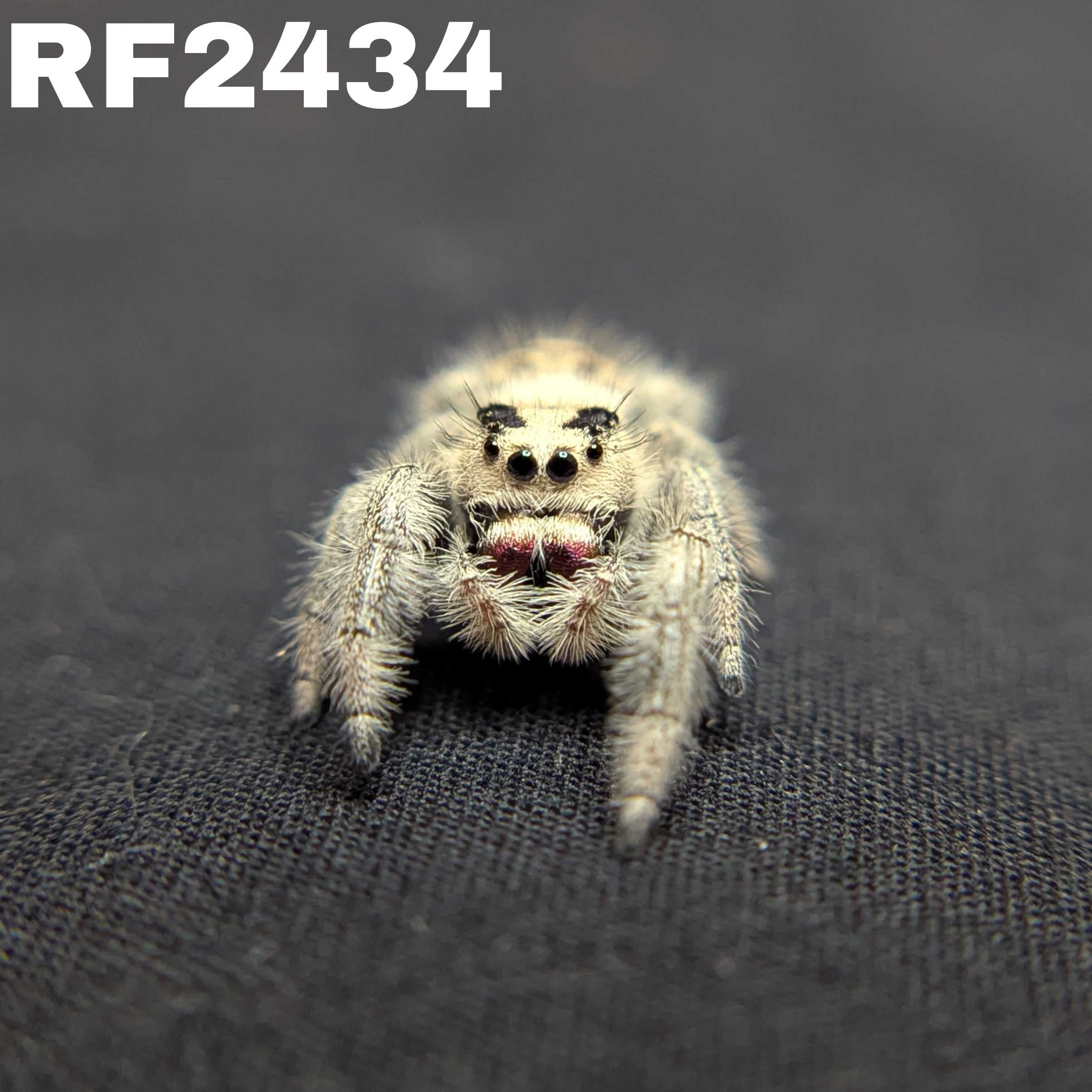 Regal Jumping Spider “Blackberry Pie”