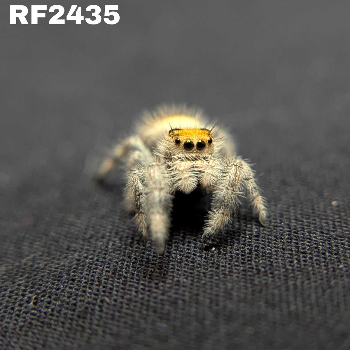 Regal Jumping Spider “Harvest Fern”