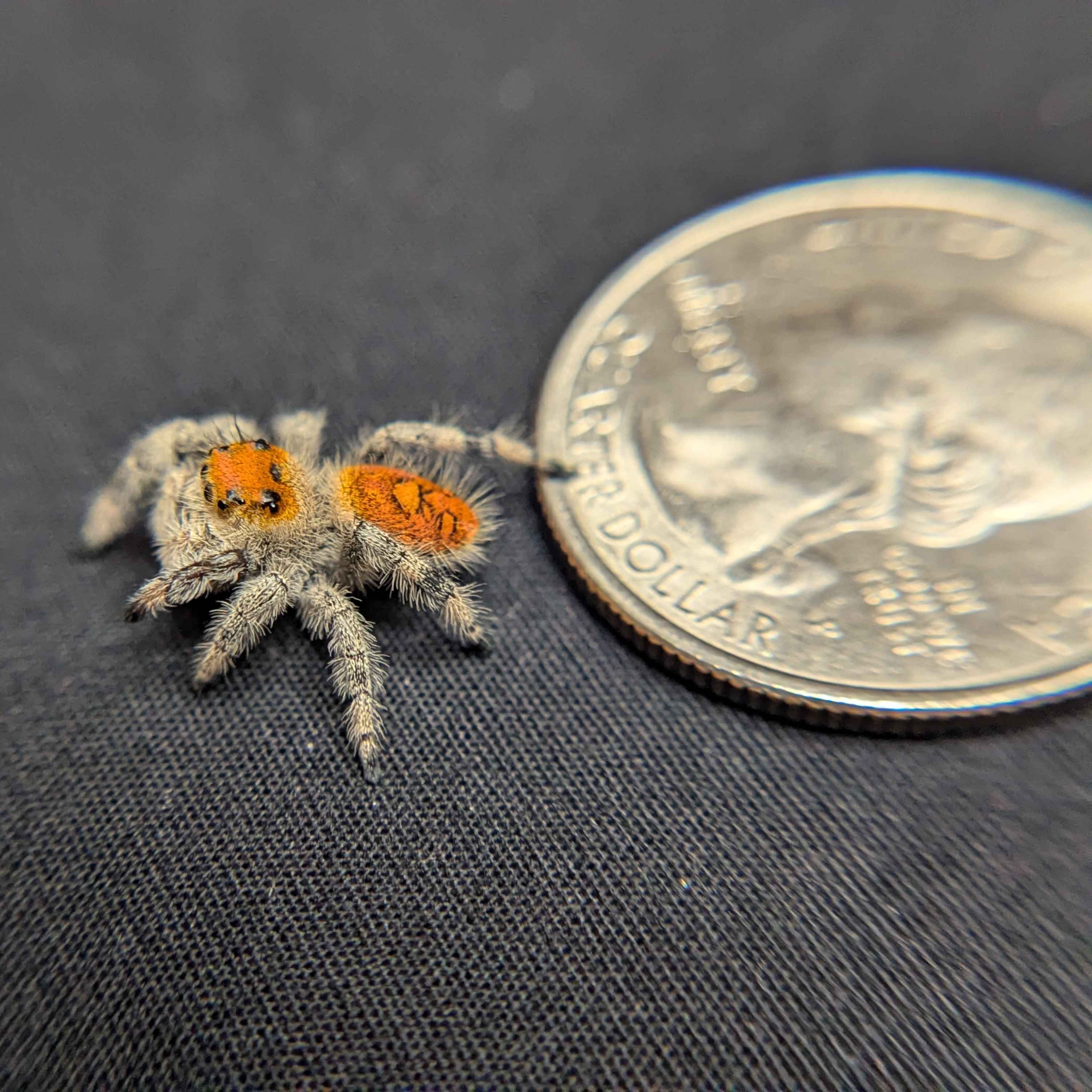 Regal Jumping Spider “Solara”