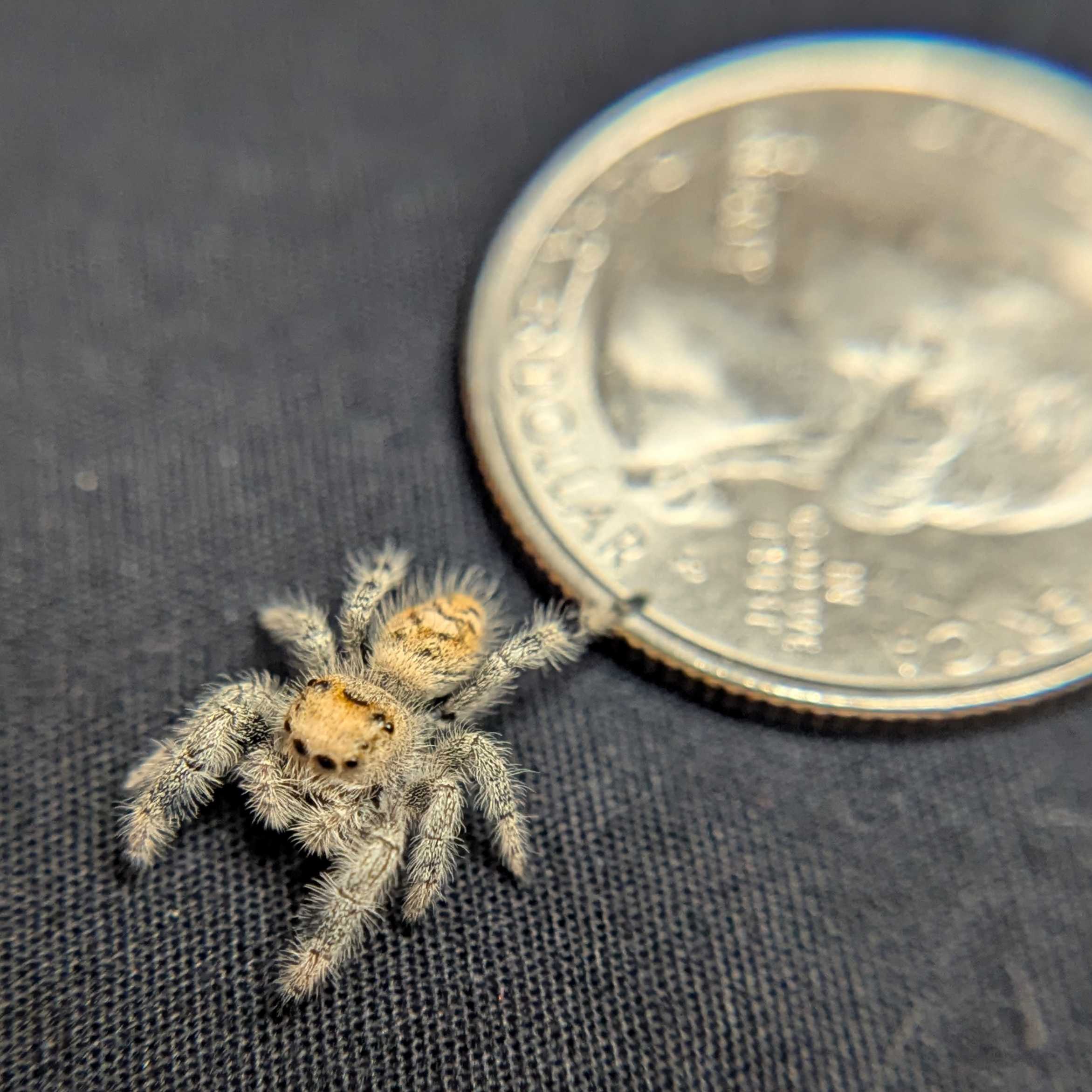 Regal Jumping Spider “Dijon”