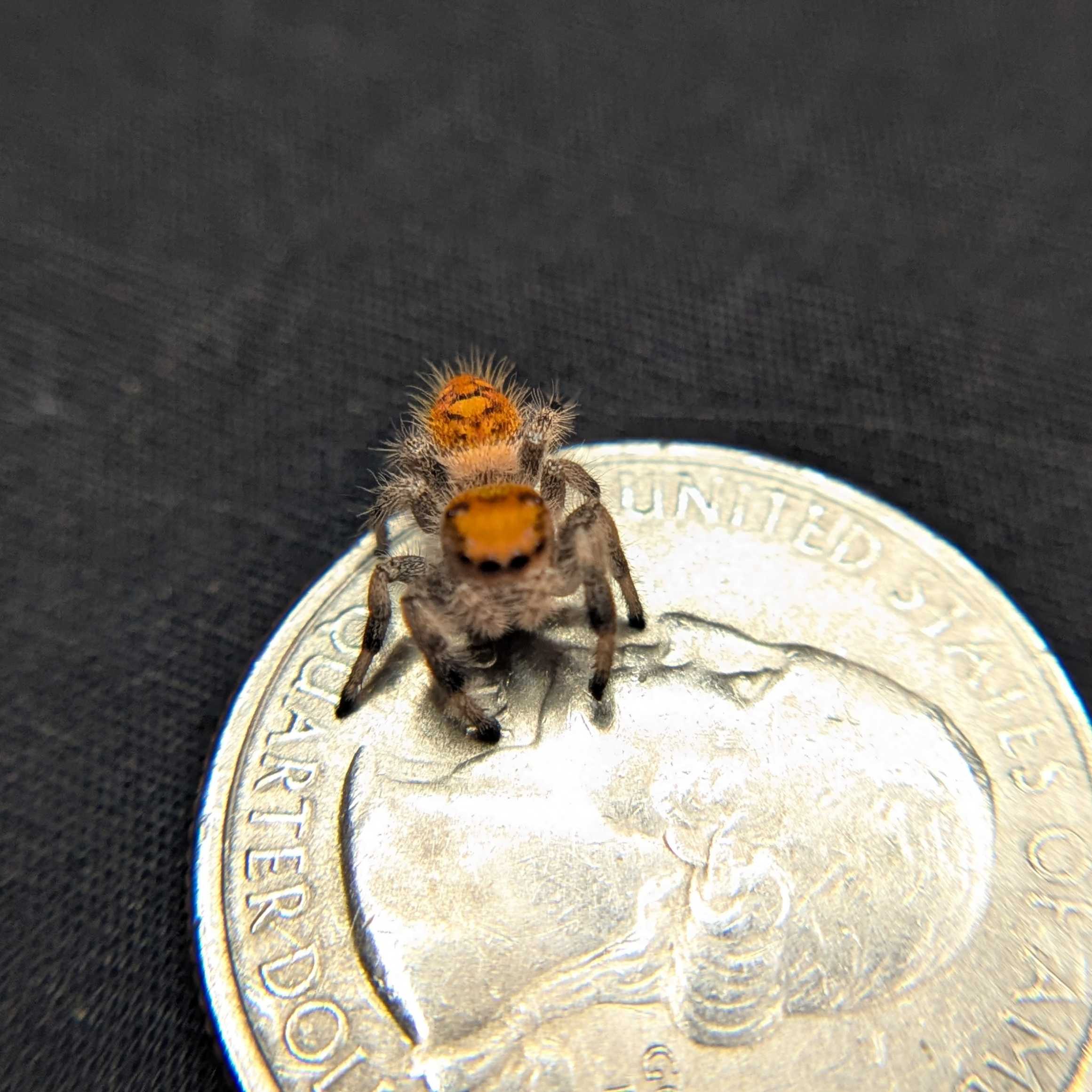 Regal Jumping Spider "Punkin"