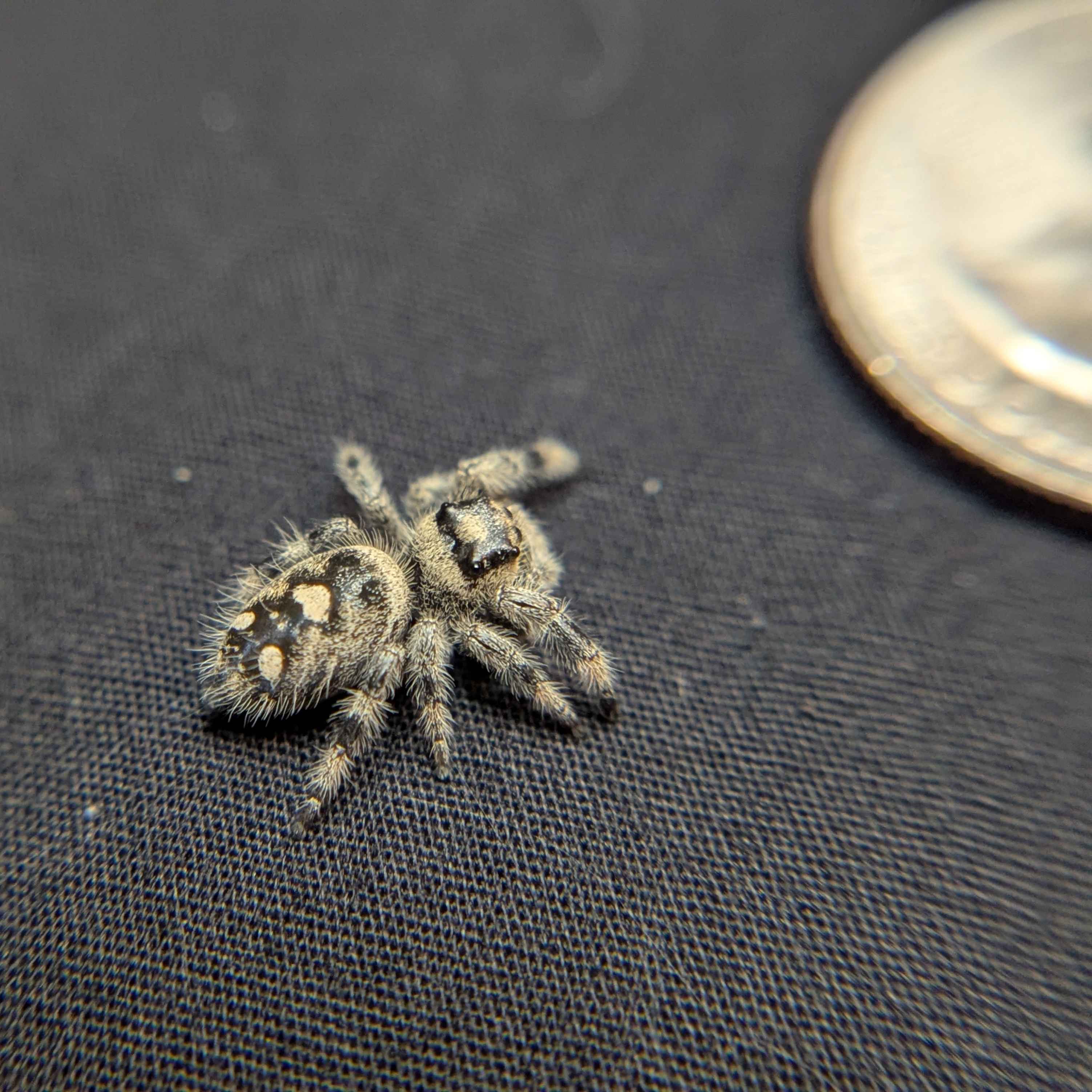 Regal Jumping Spider "Hocus"