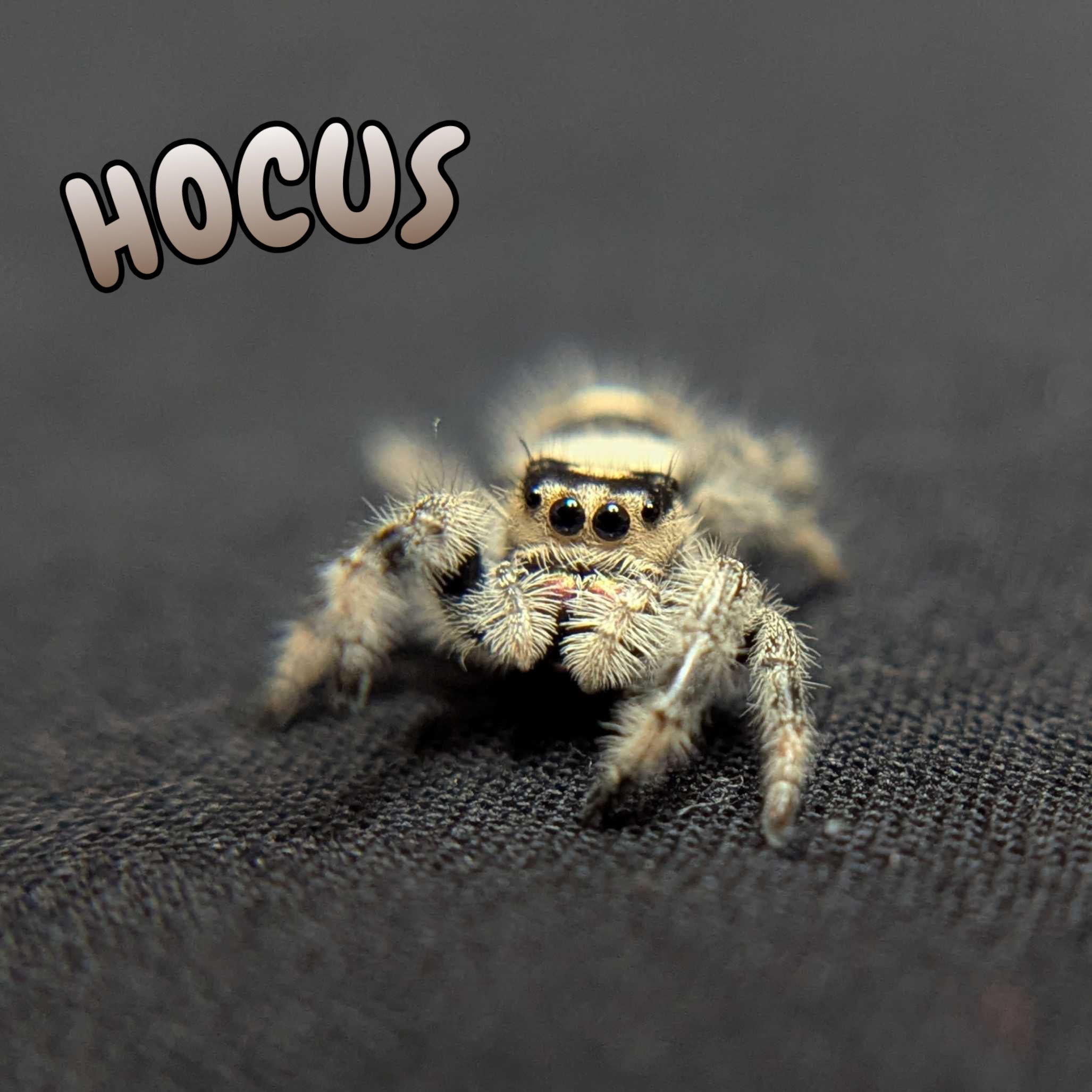 Regal Jumping Spider "Hocus"