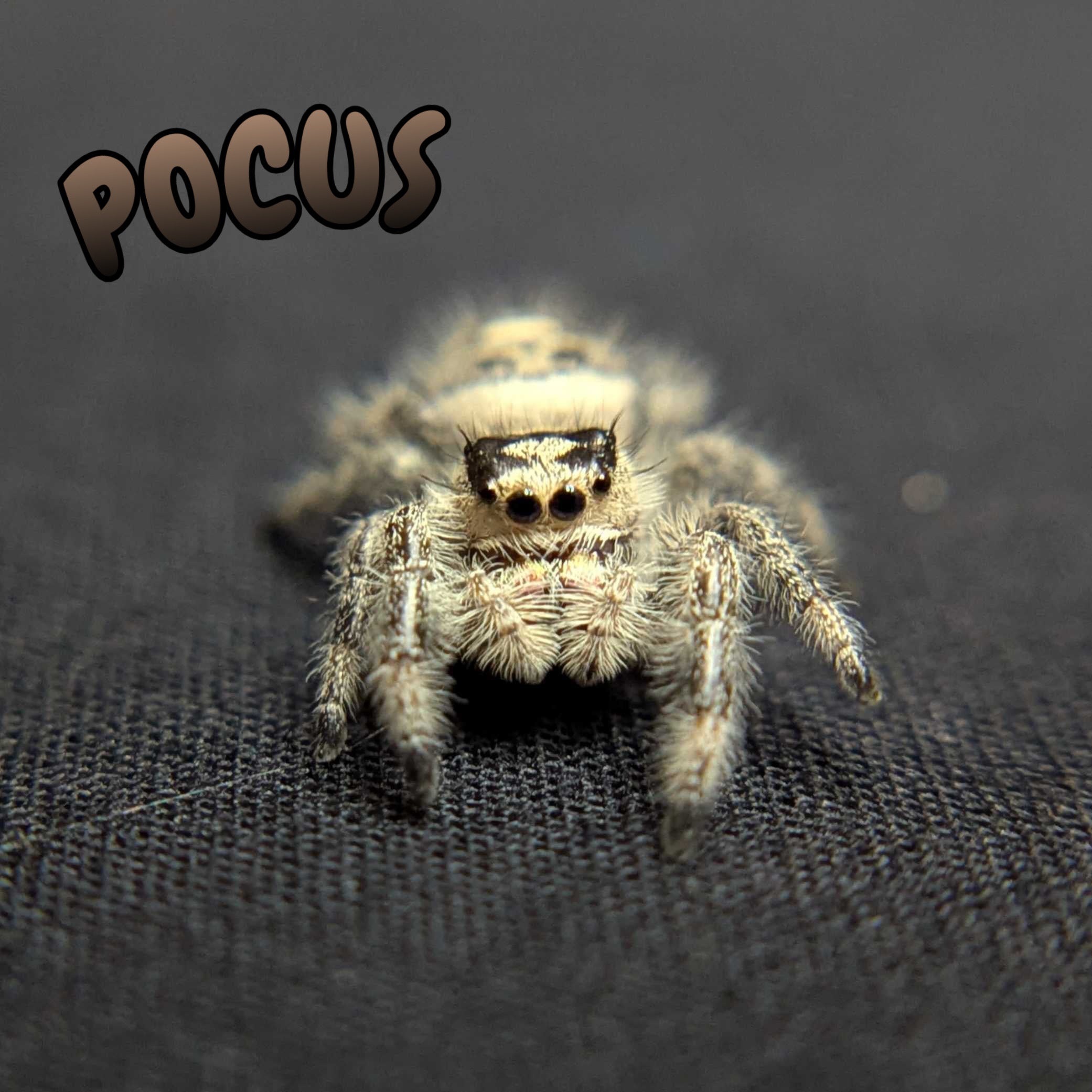 Regal Jumping Spider "Pocus"