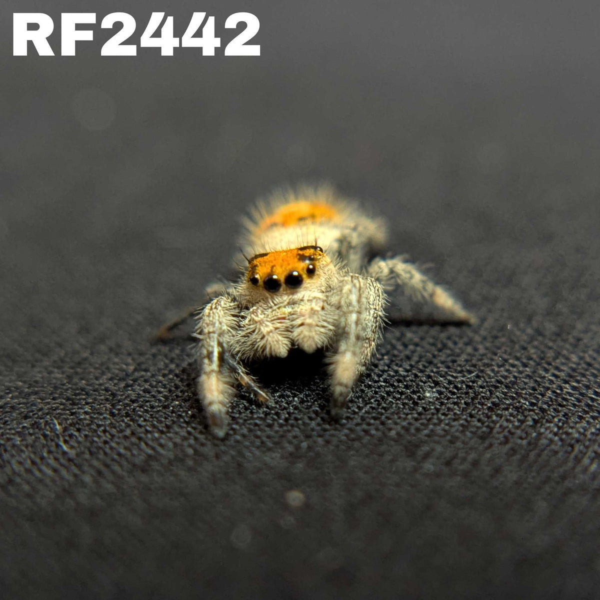 Regal Jumping Spider "Insignia"