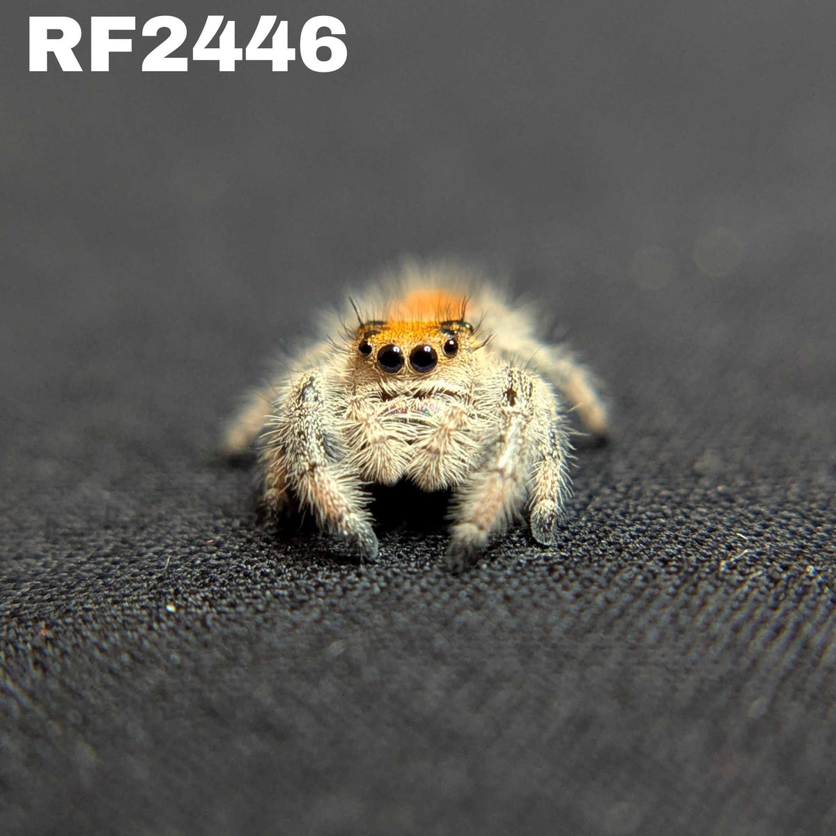 Regal Jumping Spider "Ignisa"