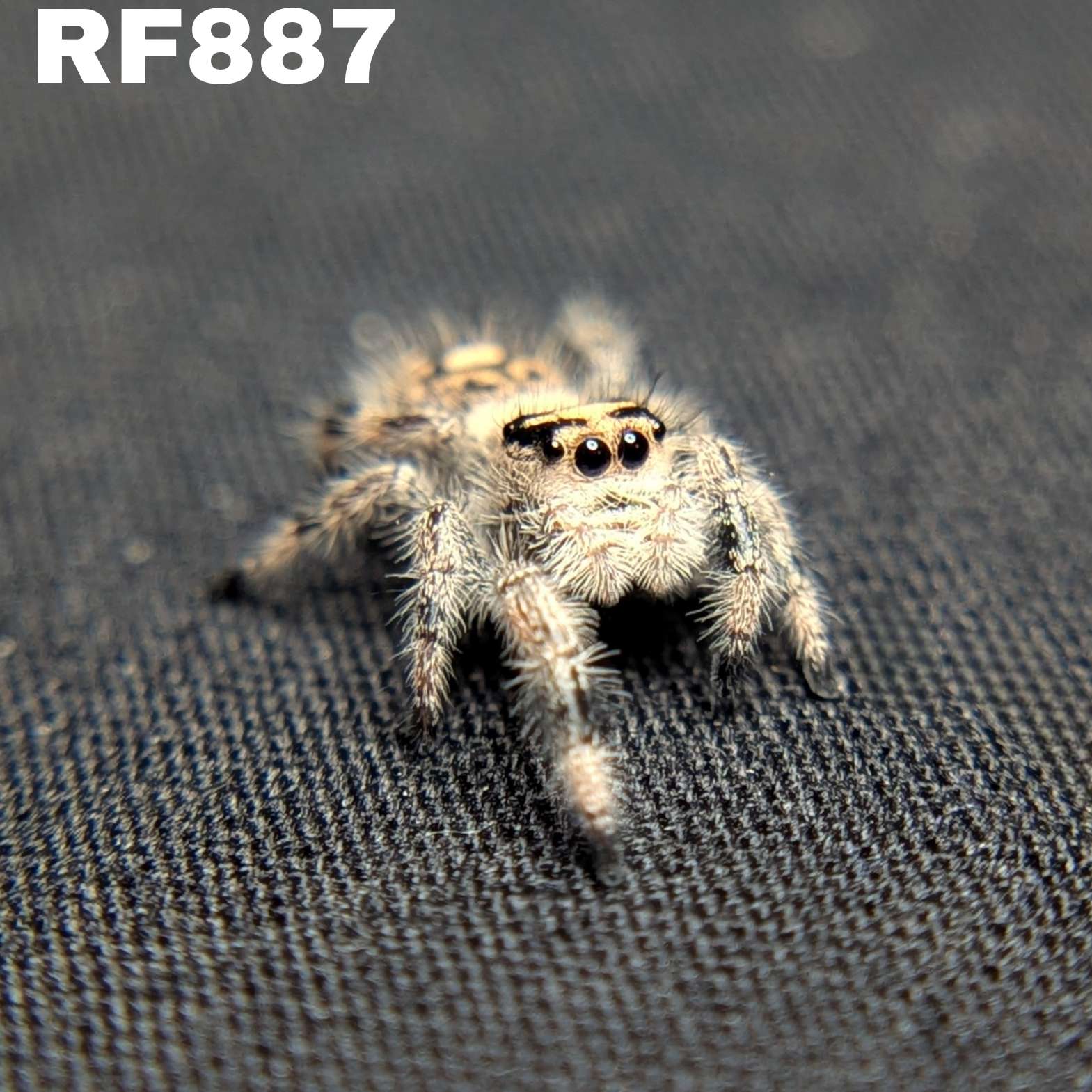 Regal Jumping Spider “White Truffle”