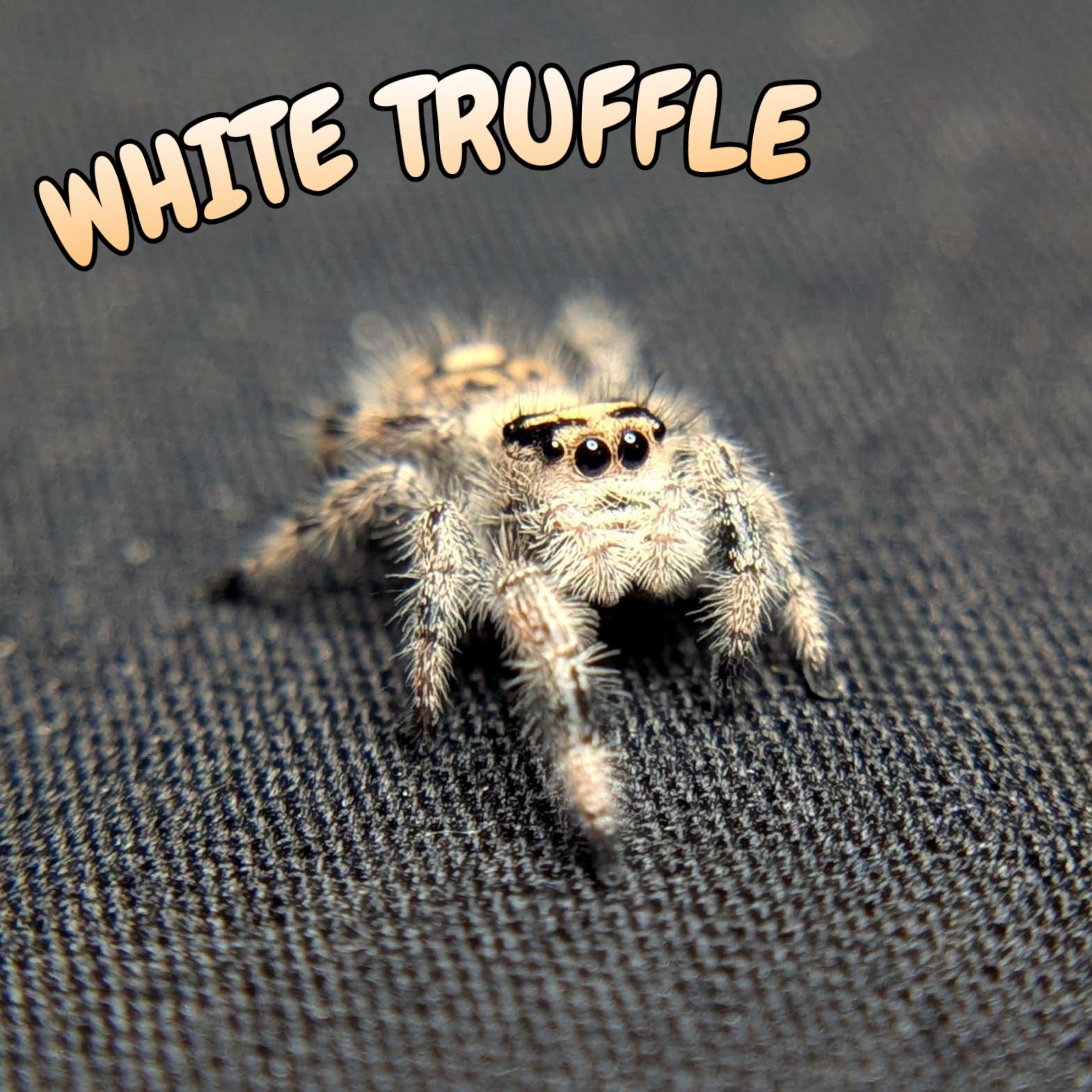 Regal Jumping Spider “White Truffle”