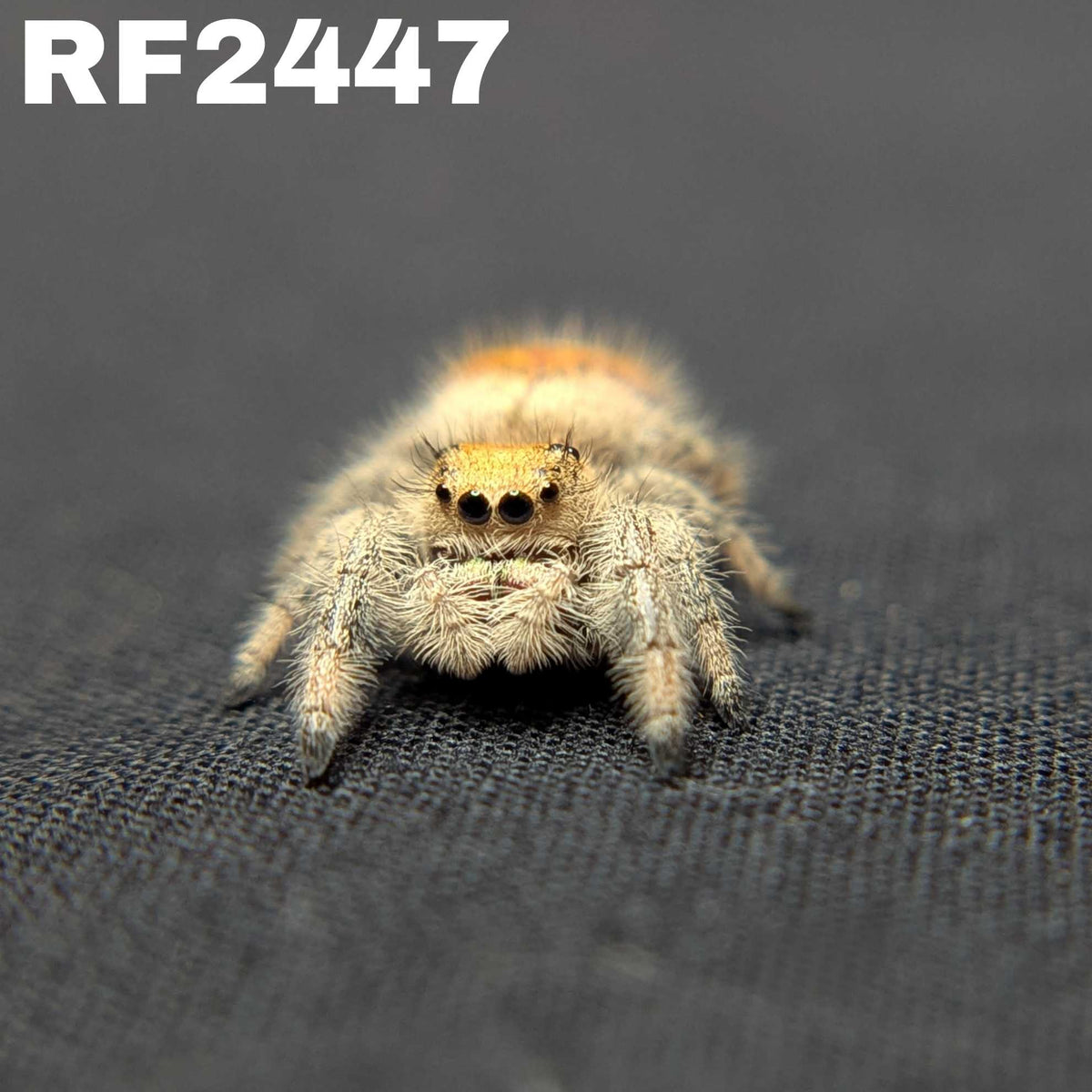 Regal Jumping Spider "Sahara"