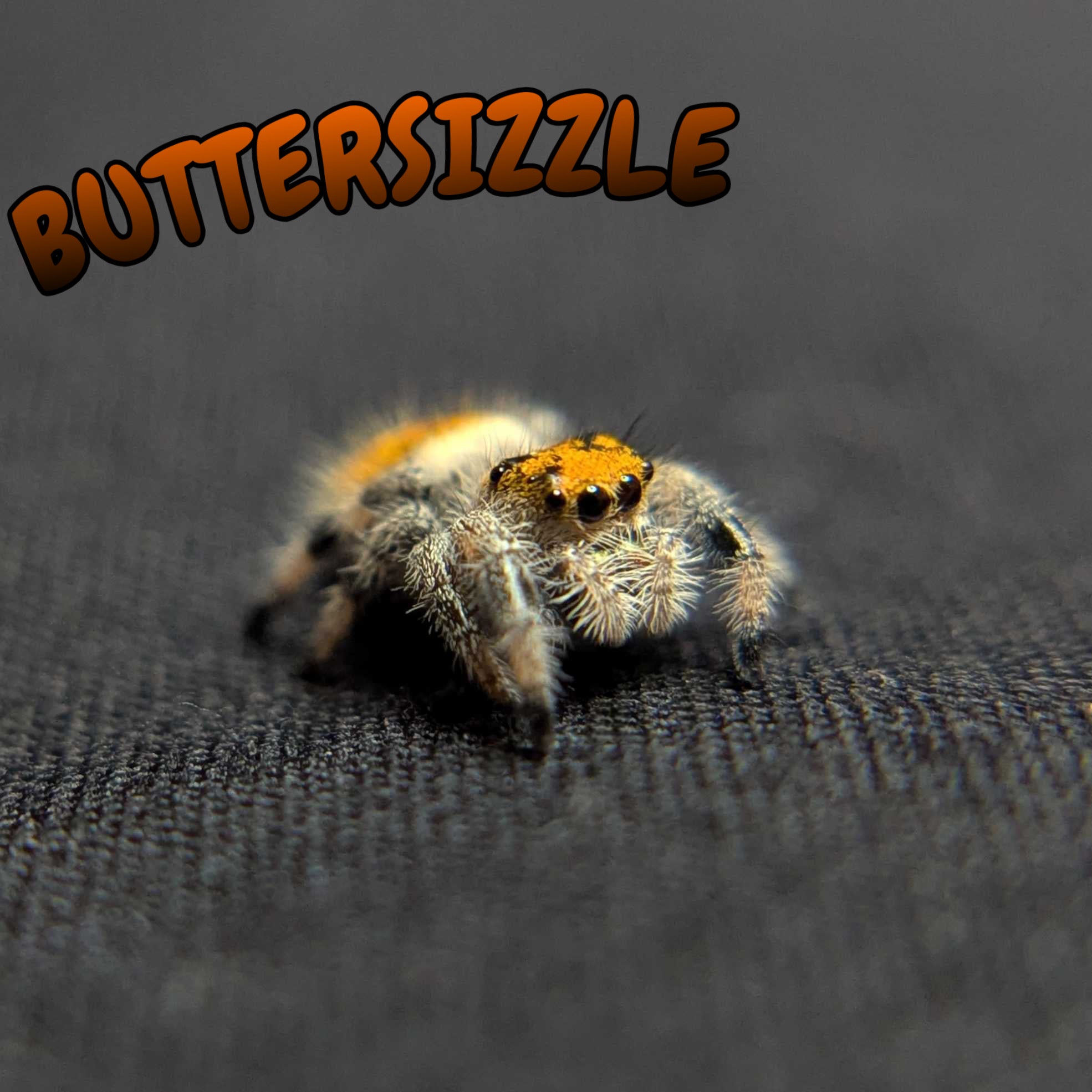 Regal Jumping Spider "Buttersizzle"
