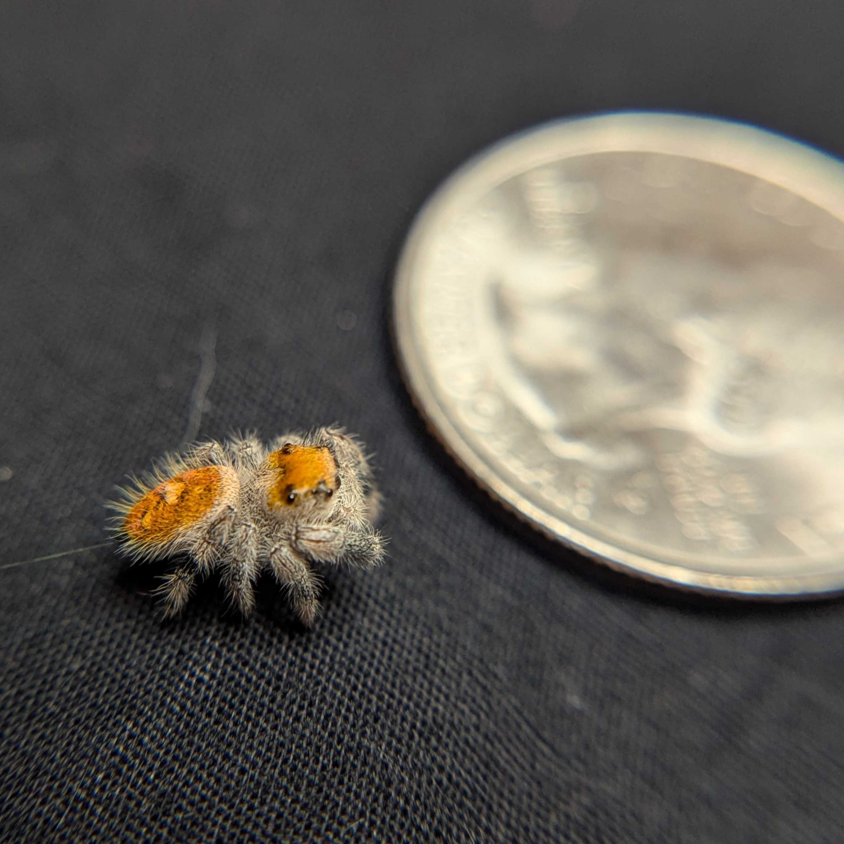 Regal Jumping Spider “Charm”
