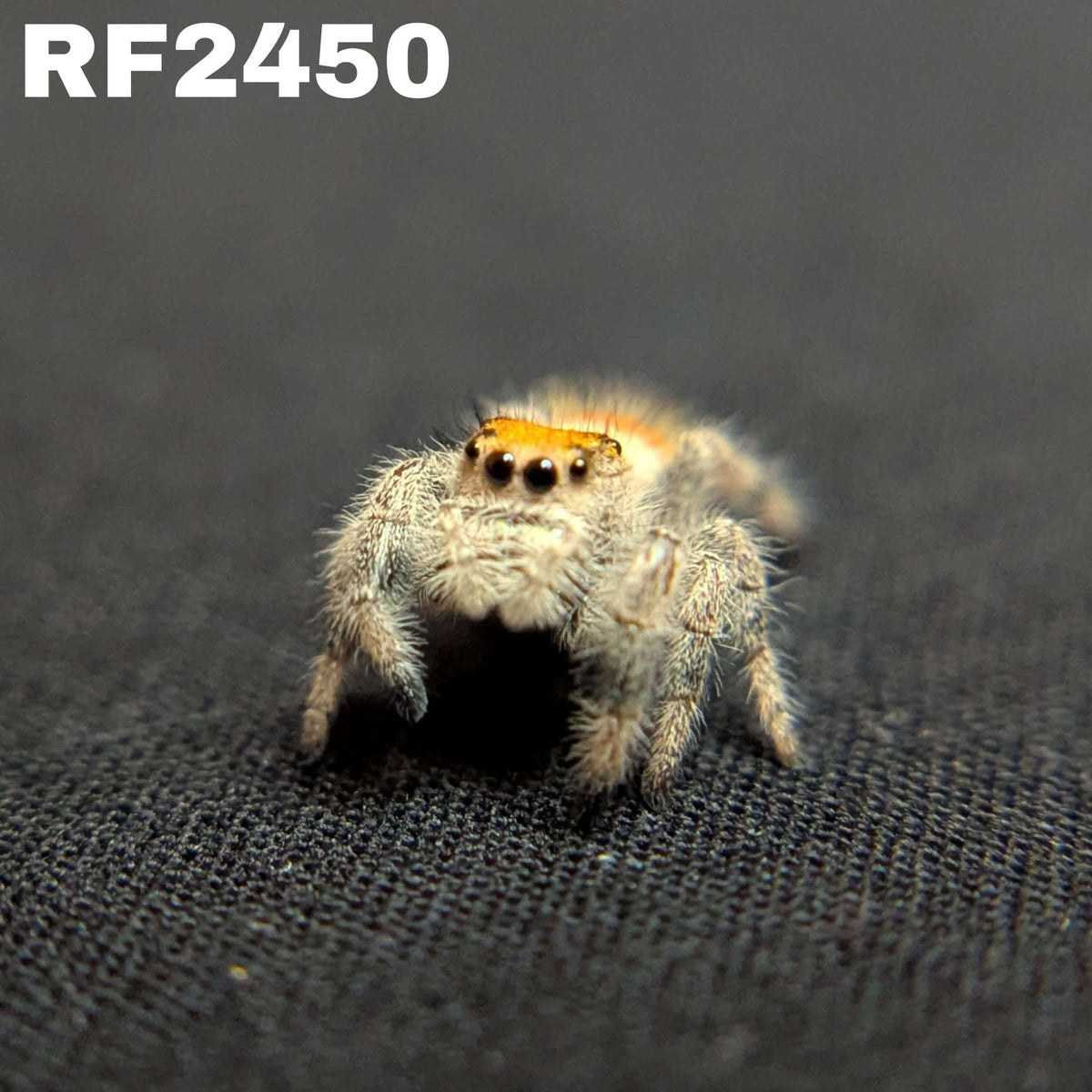 Regal Jumping Spider “Charm”