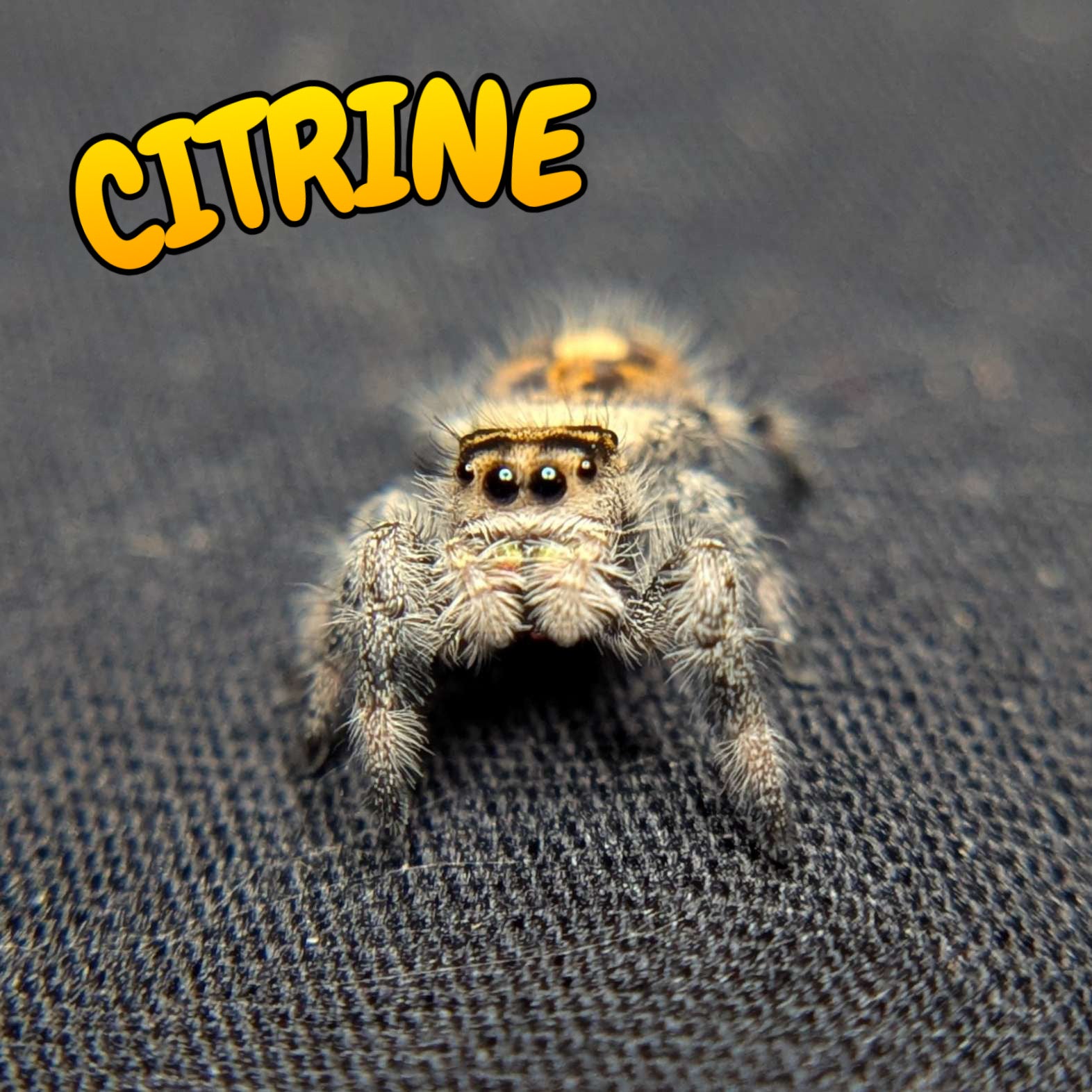 Regal Jumping Spider "Citrine"