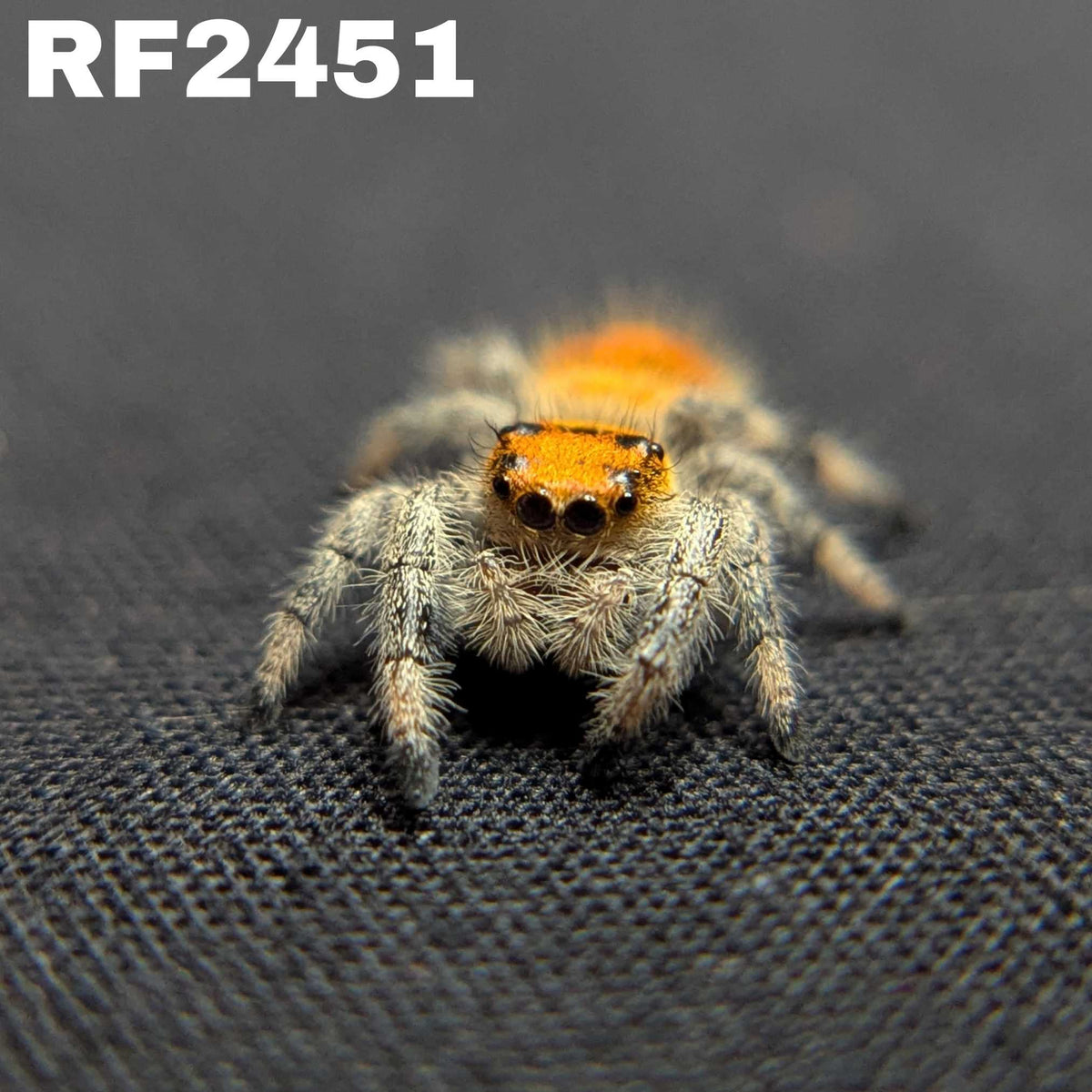 Regal Jumping Spider "Firecracker"