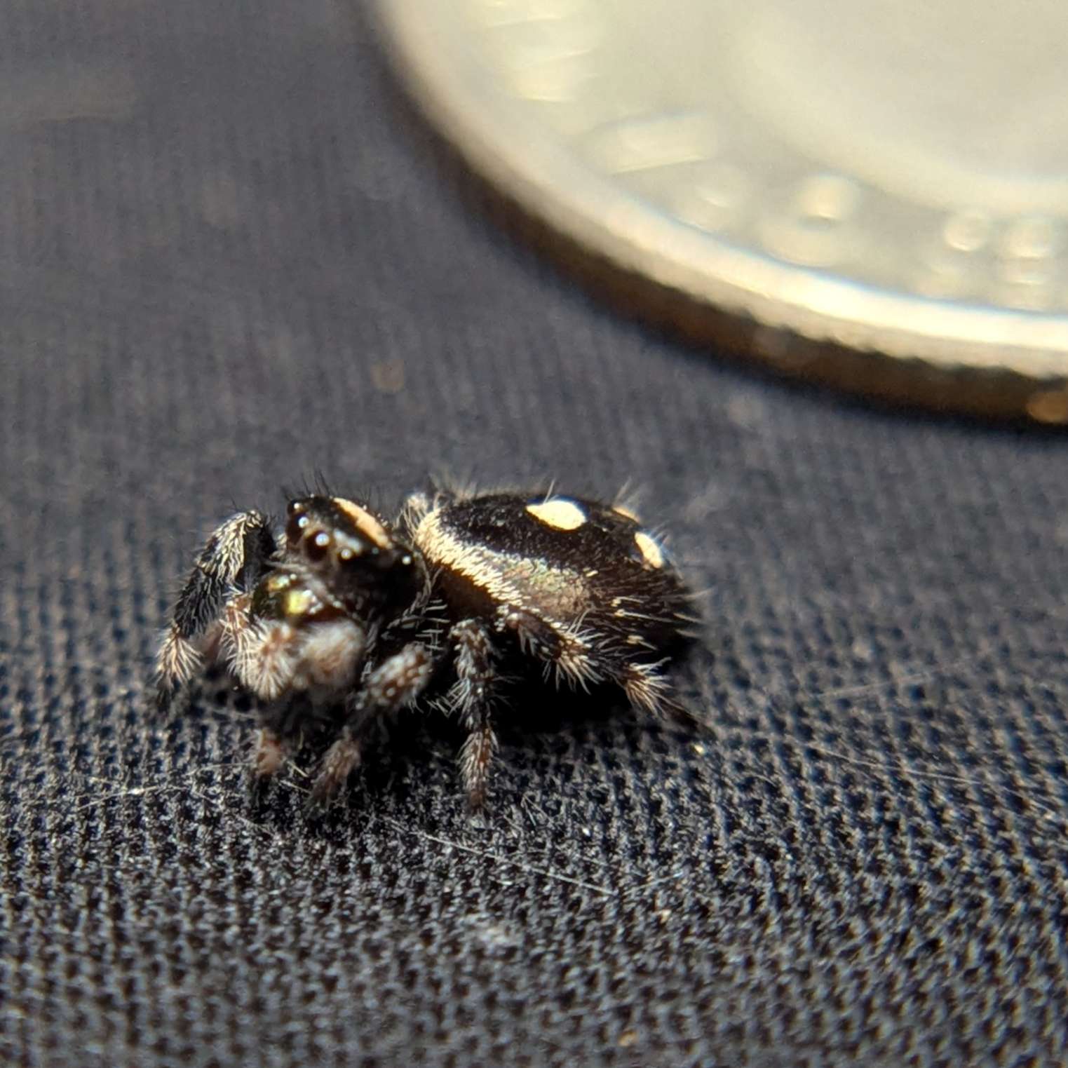 Regal Jumping Spider "Bean"