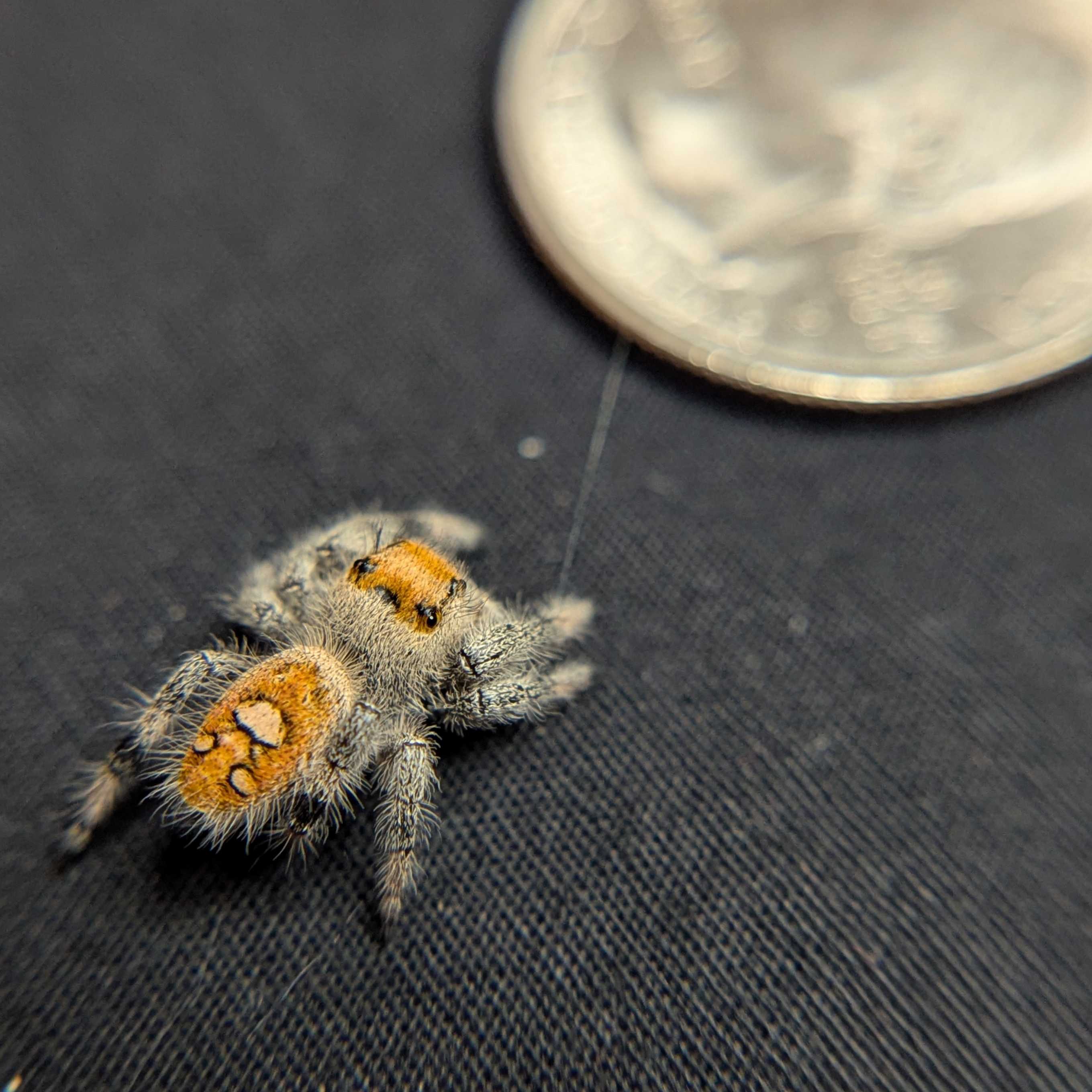 Regal Jumping Spider "Mulberry"