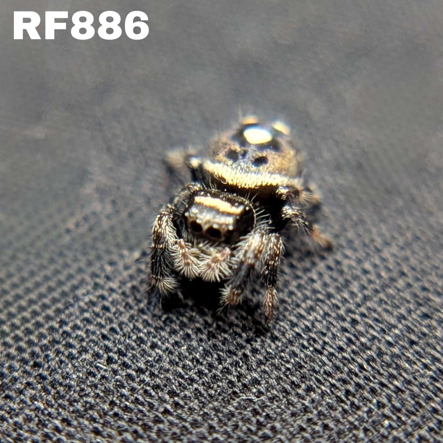 Regal Jumping Spider "Bean"