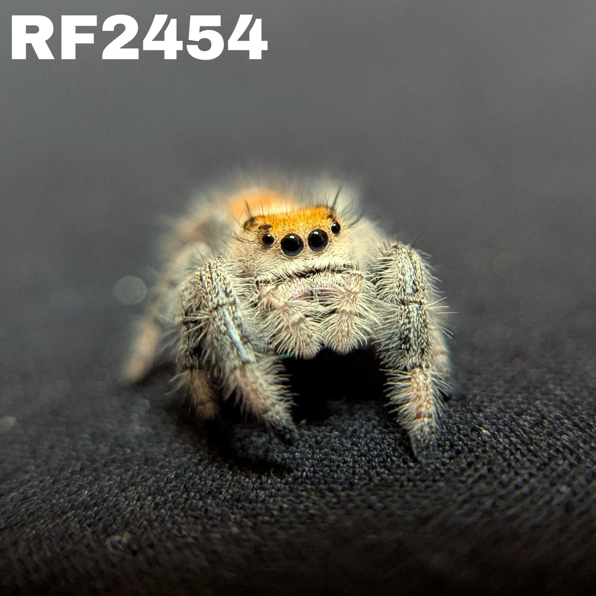 Regal Jumping Spider "Mulberry"
