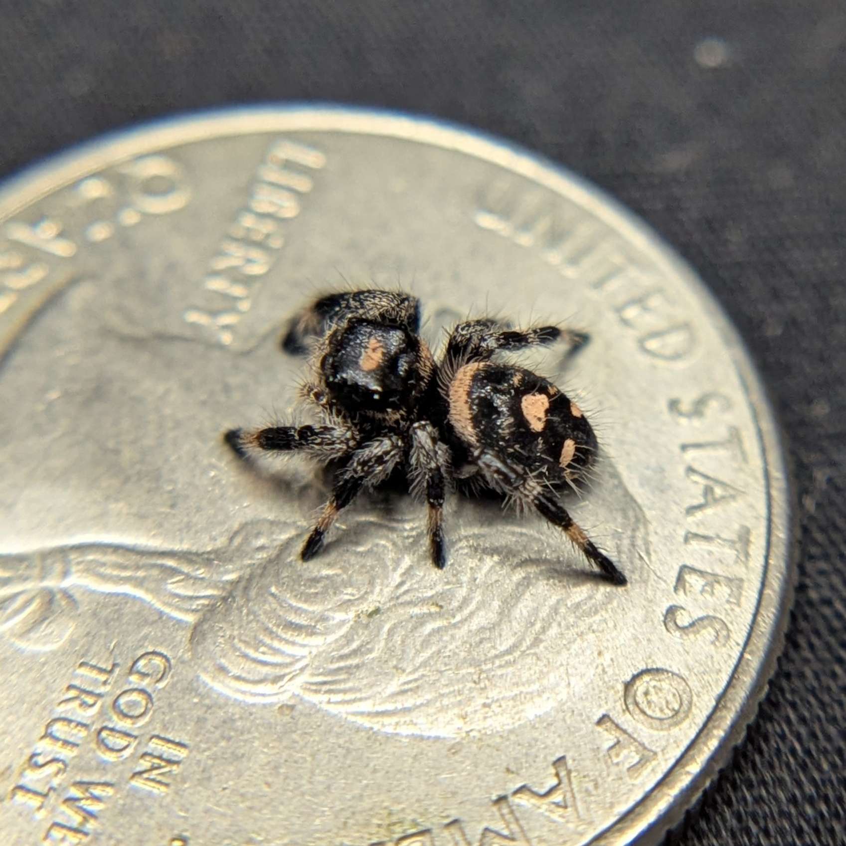 Regal Jumping Spider "Pluto"