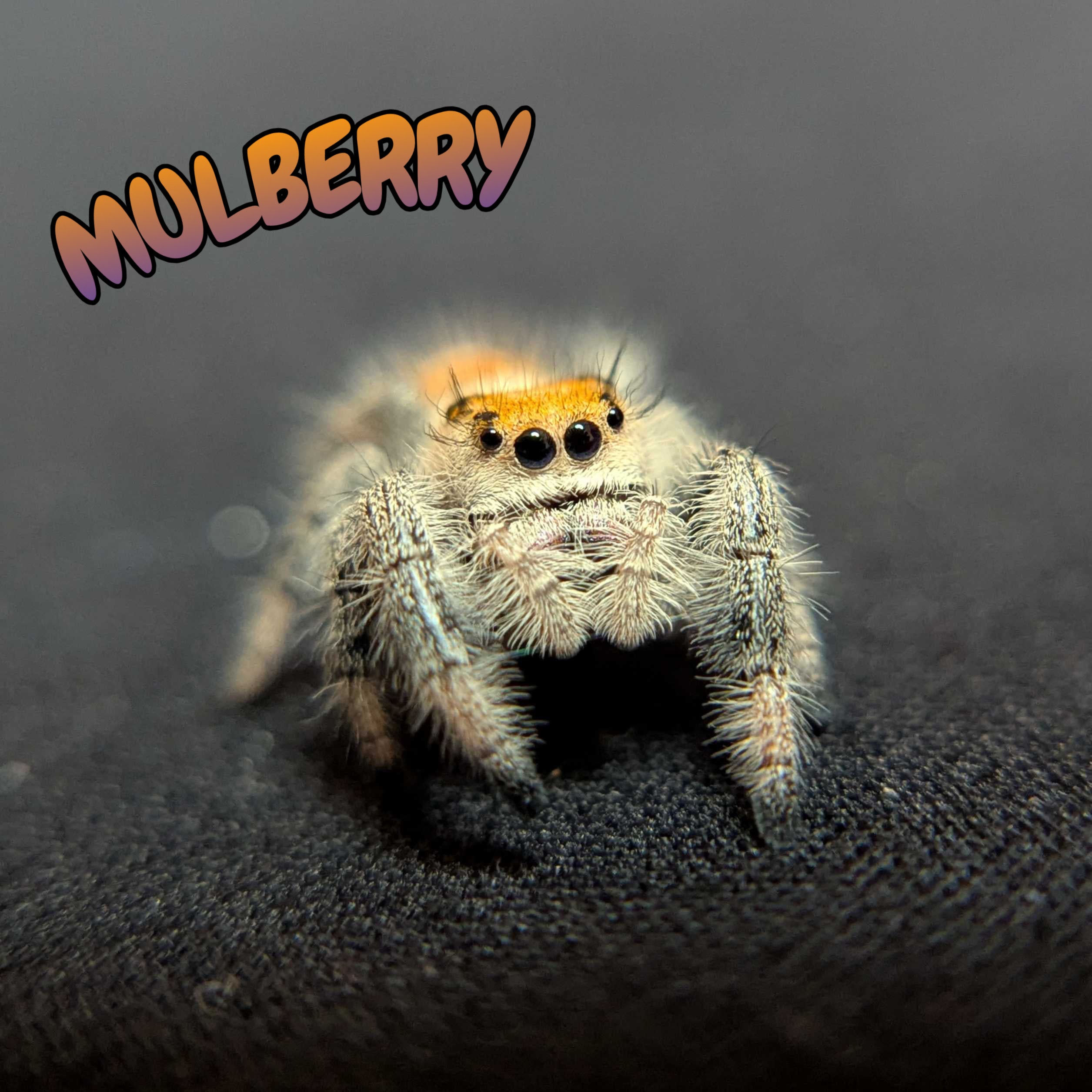 Regal Jumping Spider "Mulberry"