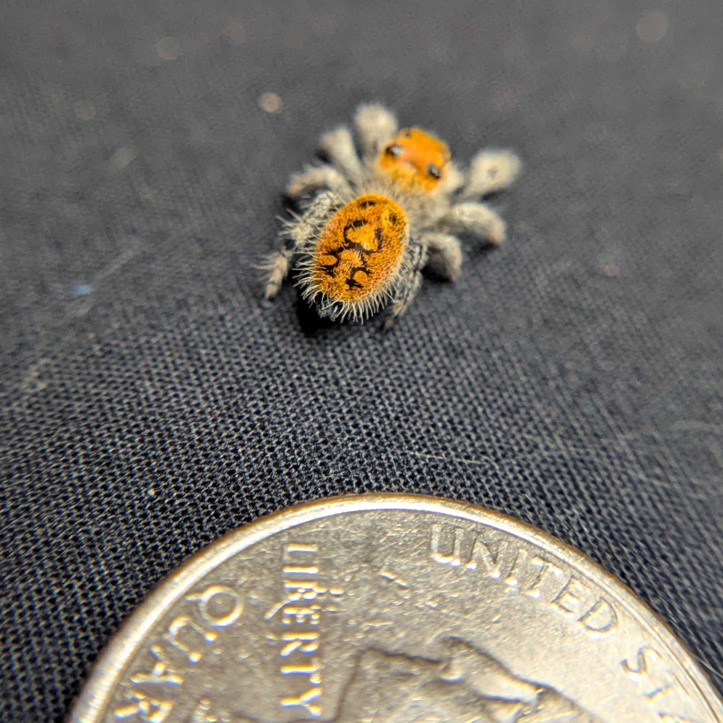 Regal Jumping Spider "Butter"