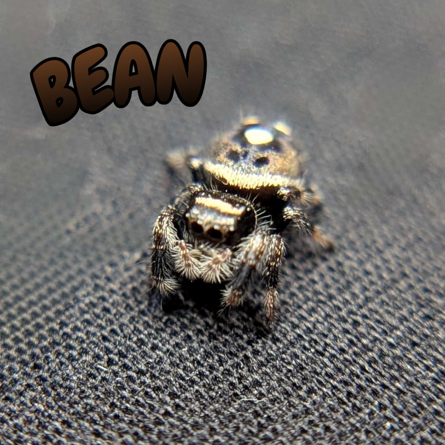 Regal Jumping Spider "Bean"