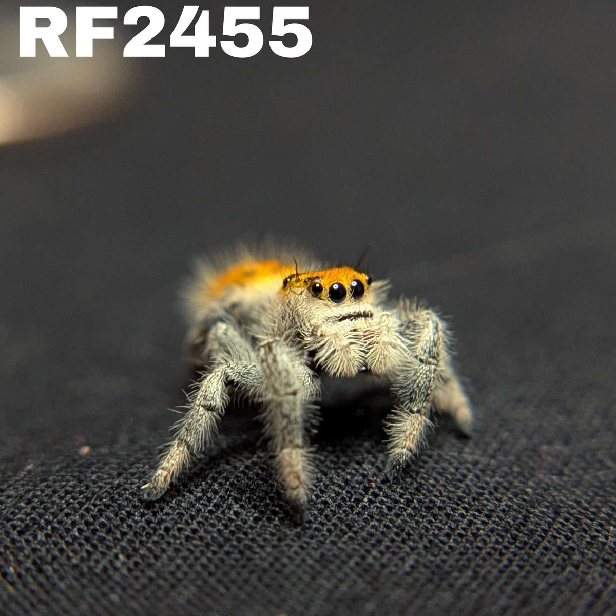 Regal Jumping Spider "Butter"