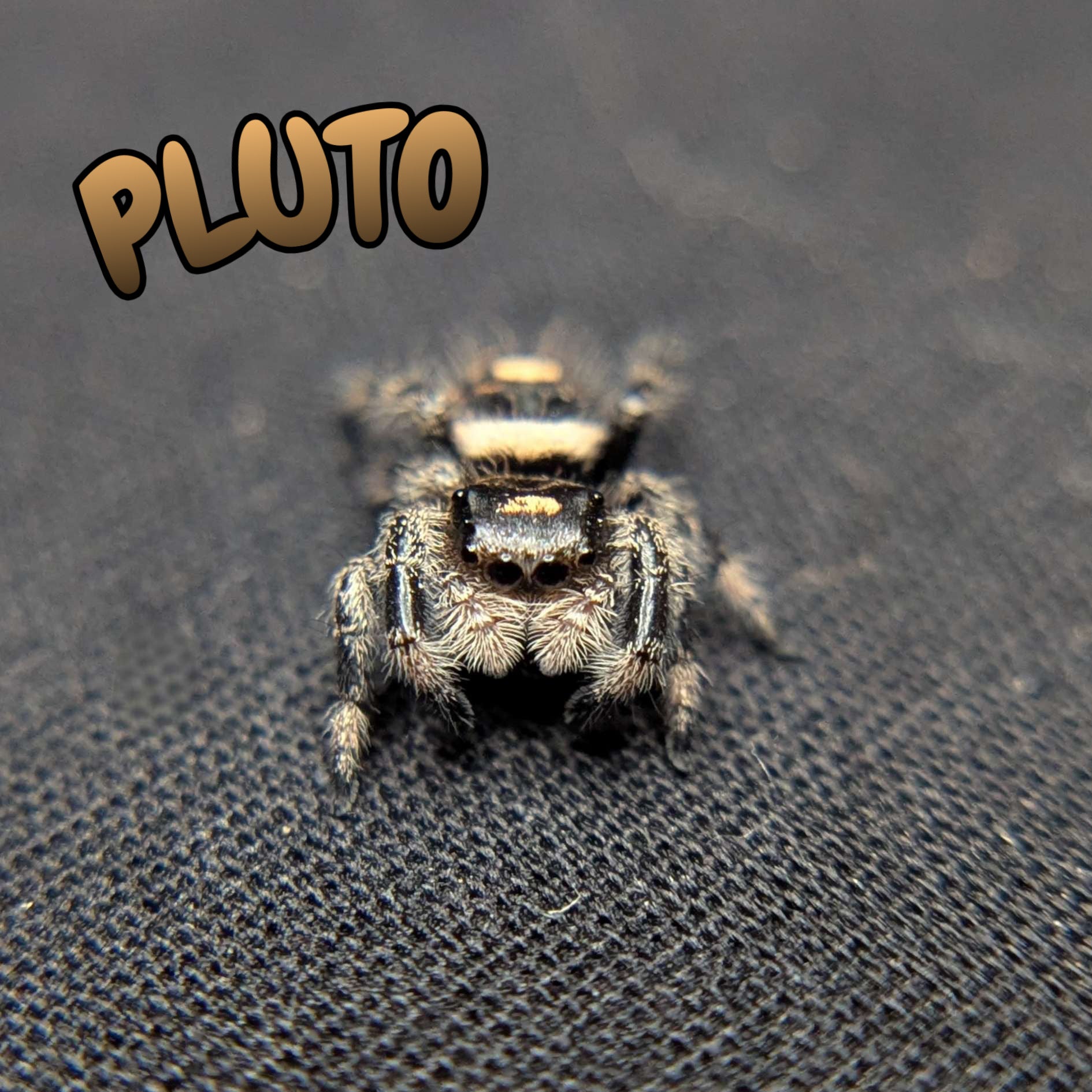 Regal Jumping Spider "Pluto"