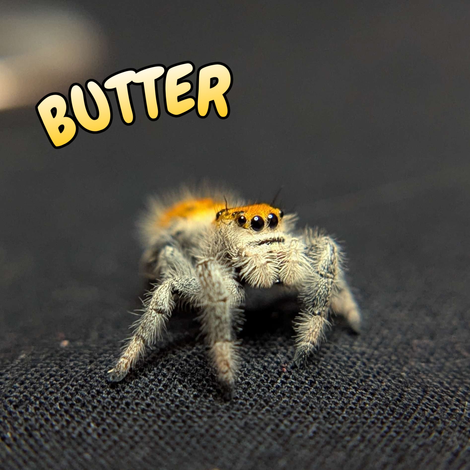 Regal Jumping Spider "Butter"
