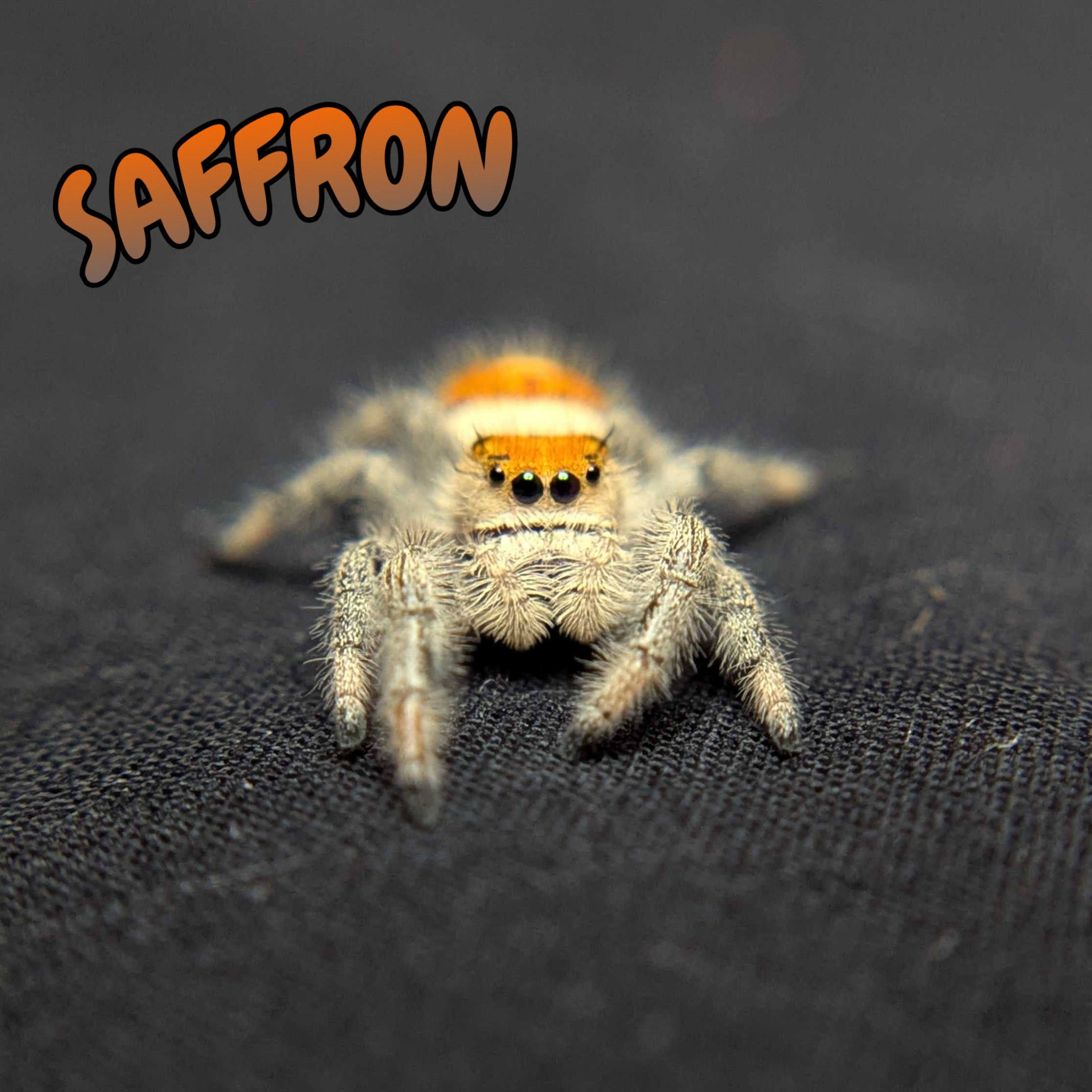Regal Jumping Spider "Saffron"