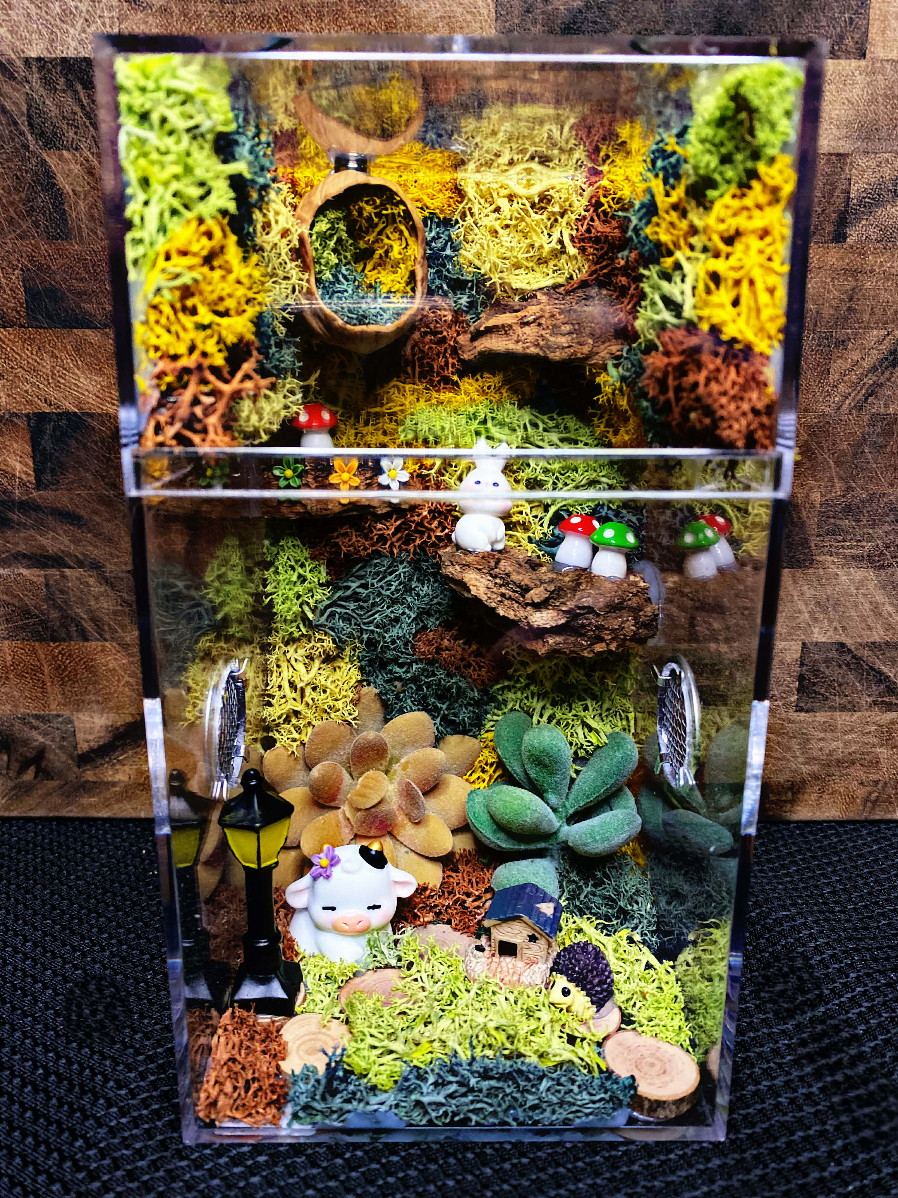 Custom Jumping Spider Enclosure