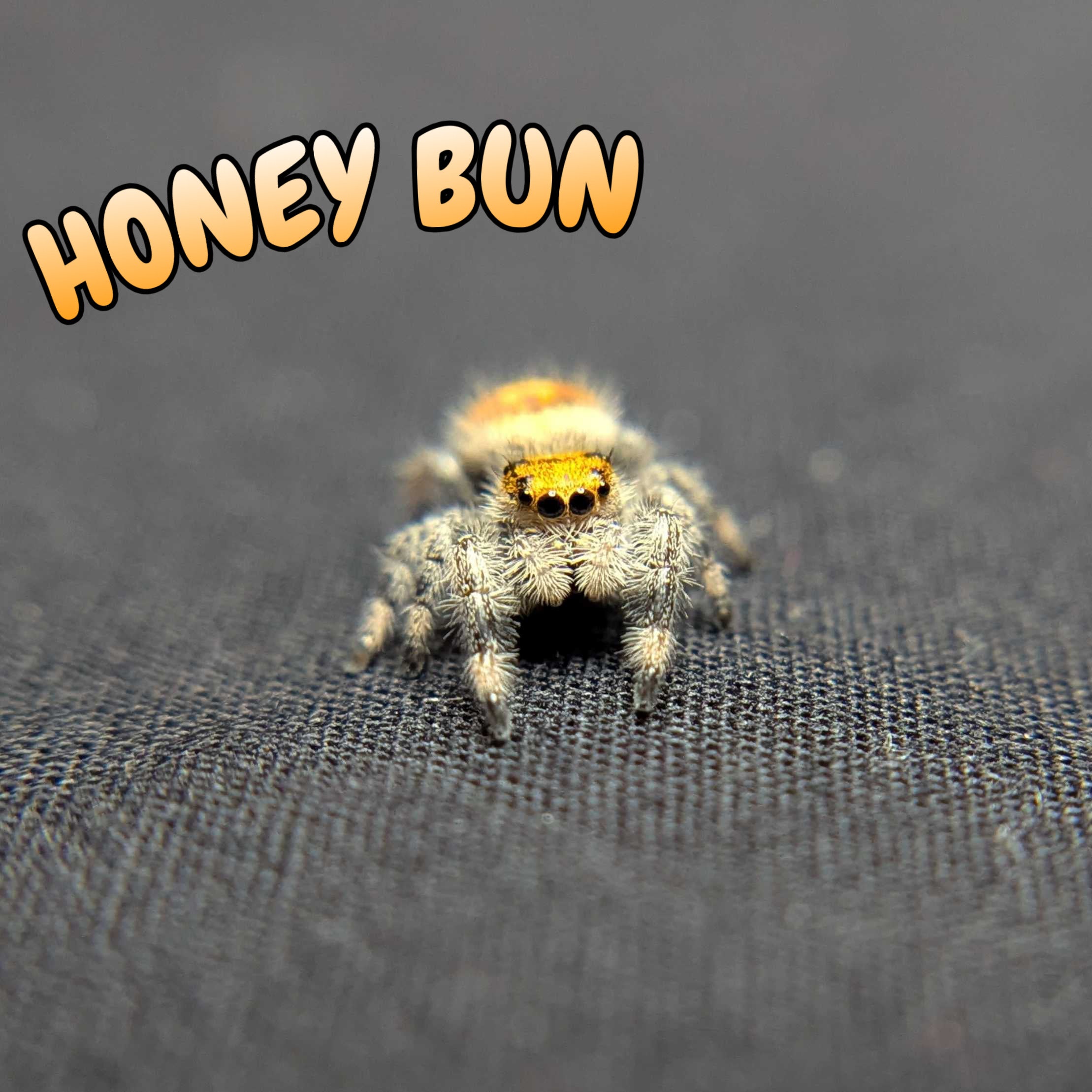 Regal Jumping Spider "Honey Bun"