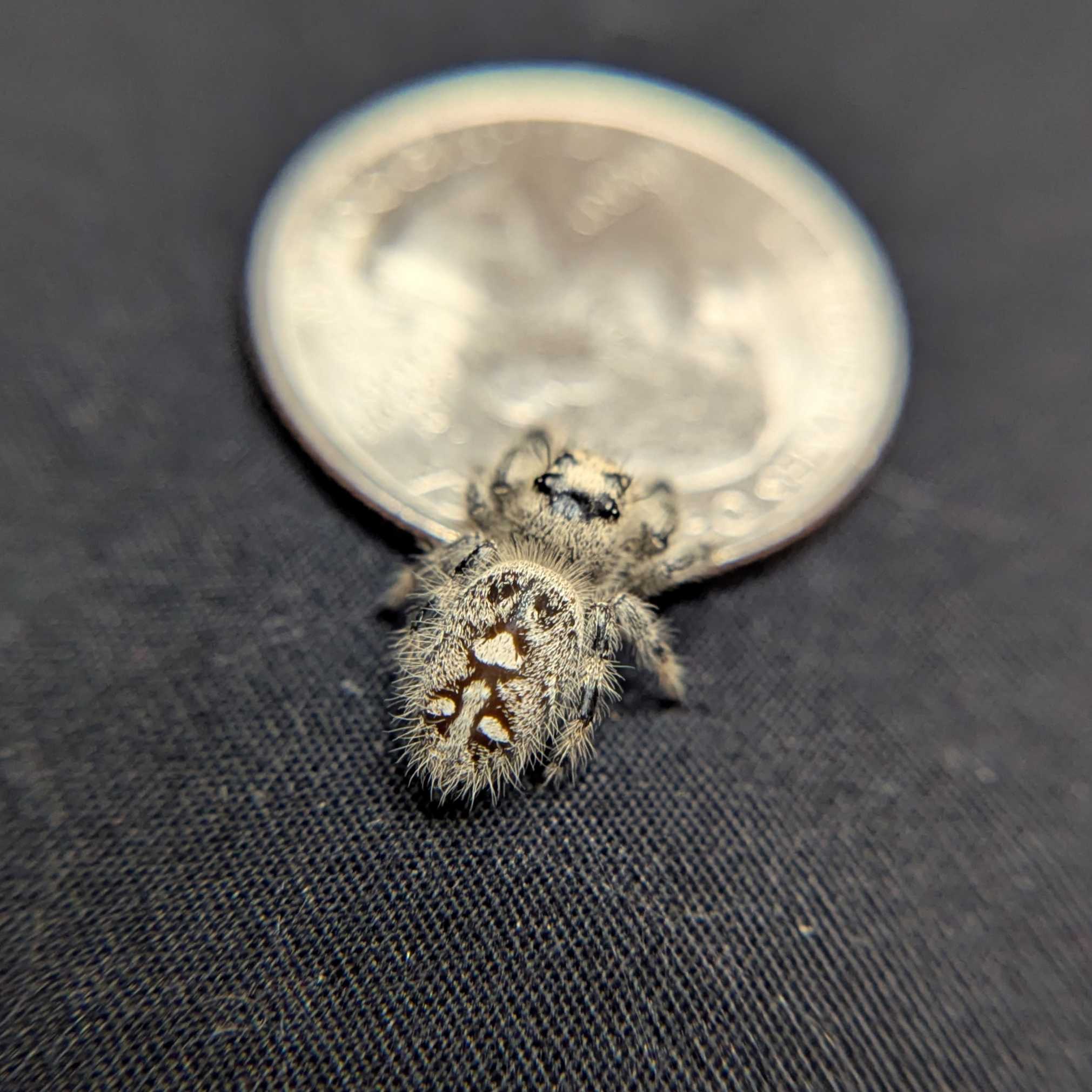 Regal Jumping Spider "Angel"