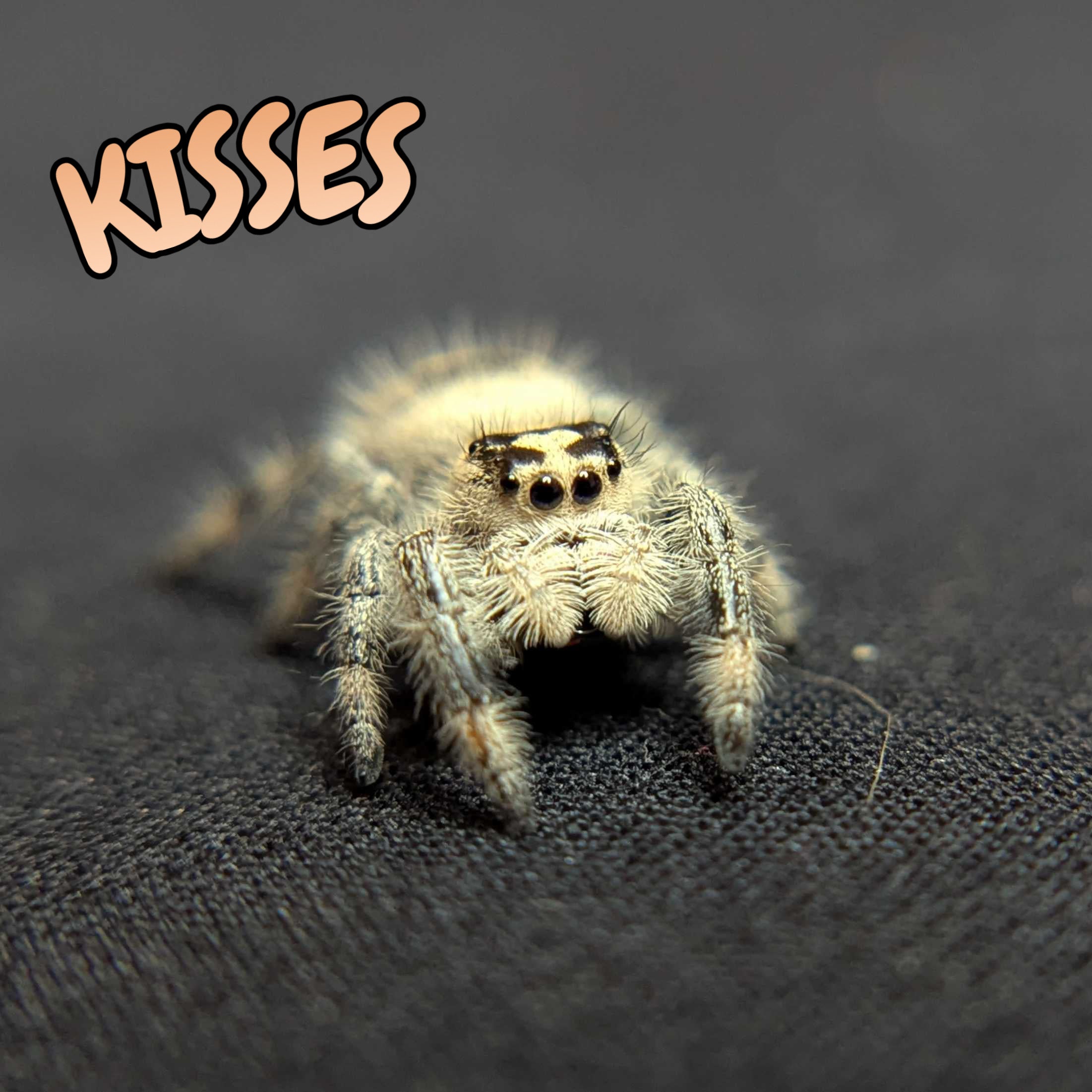 Regal Jumping Spider "Kisses"