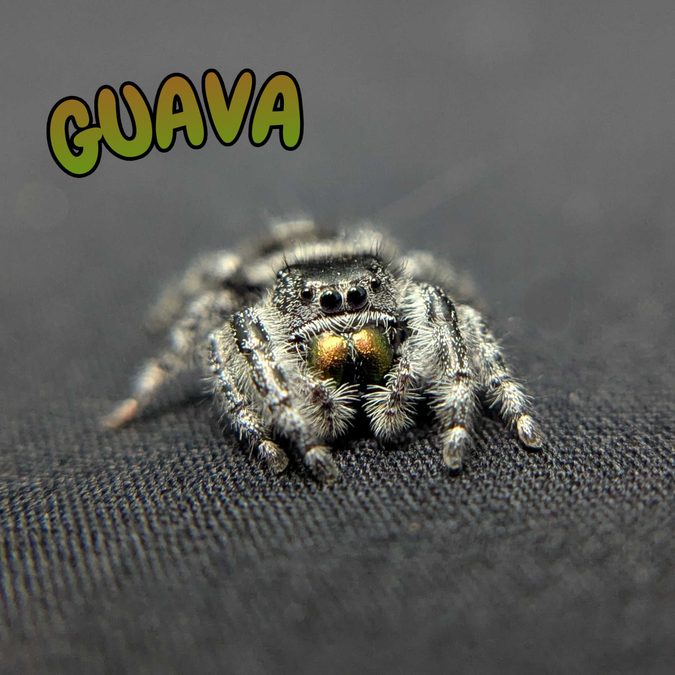 Audax Jumping Spider "Guava"