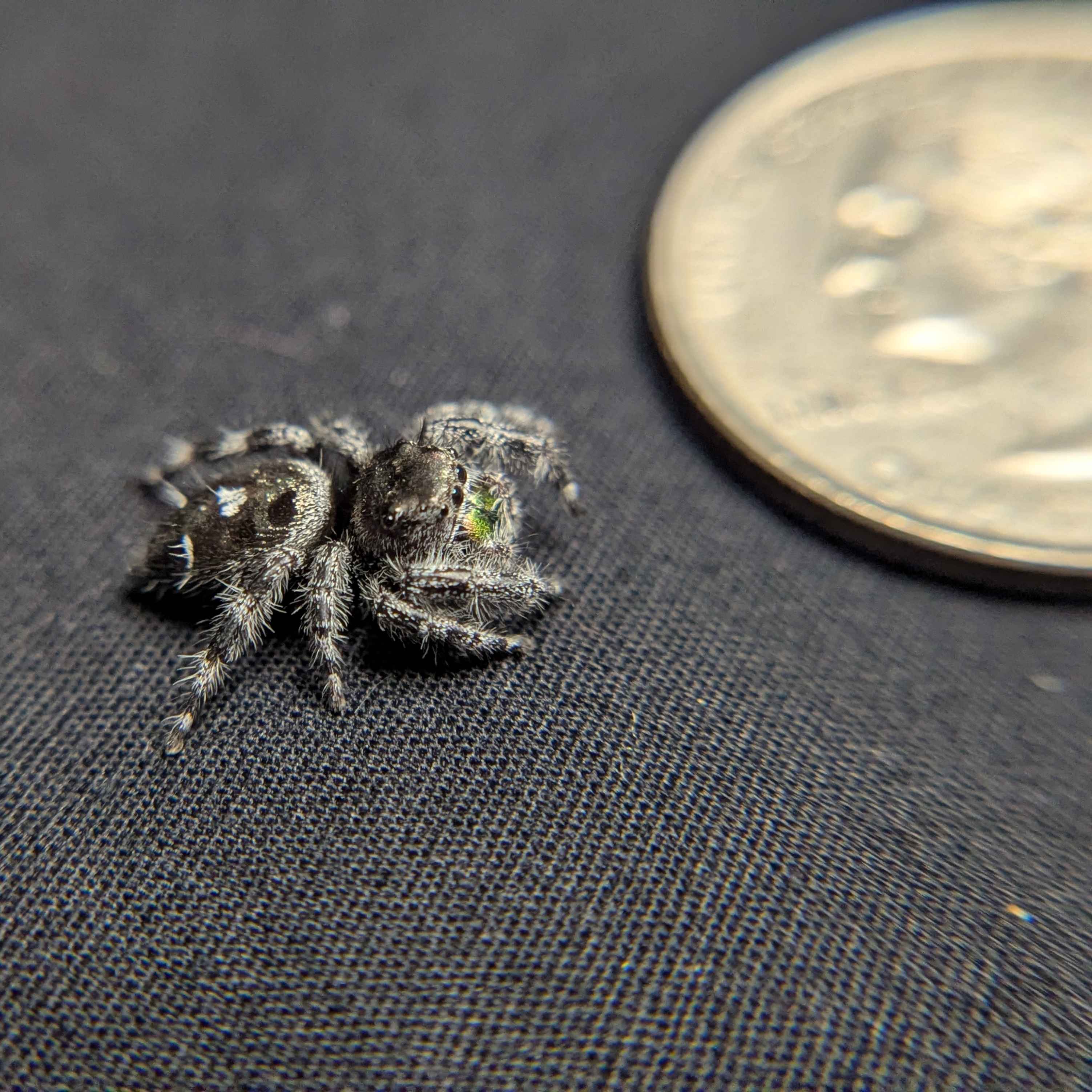 Audax Jumping Spider "Hexic"