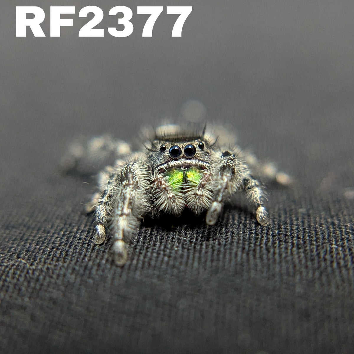 Audax Jumping Spider "Hexic"
