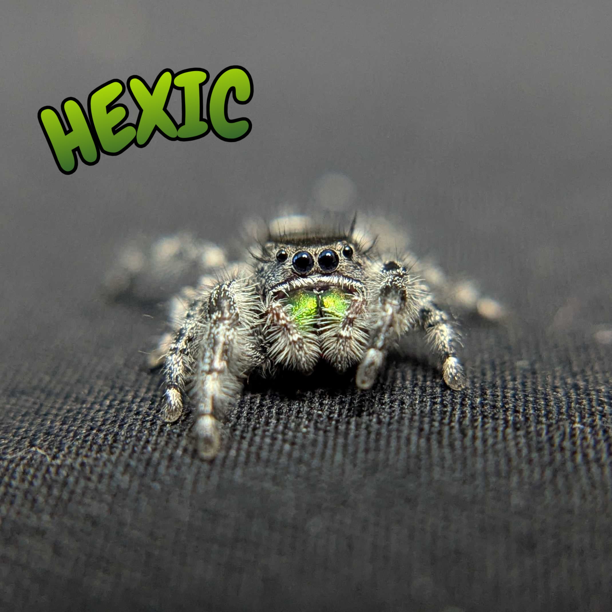 Audax Jumping Spider "Hexic"