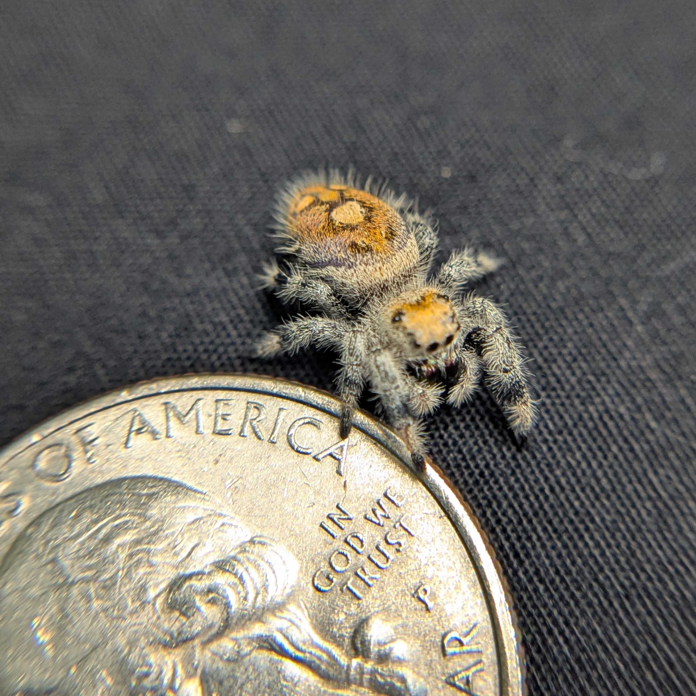 Regal Jumping Spider "Sunrise"
