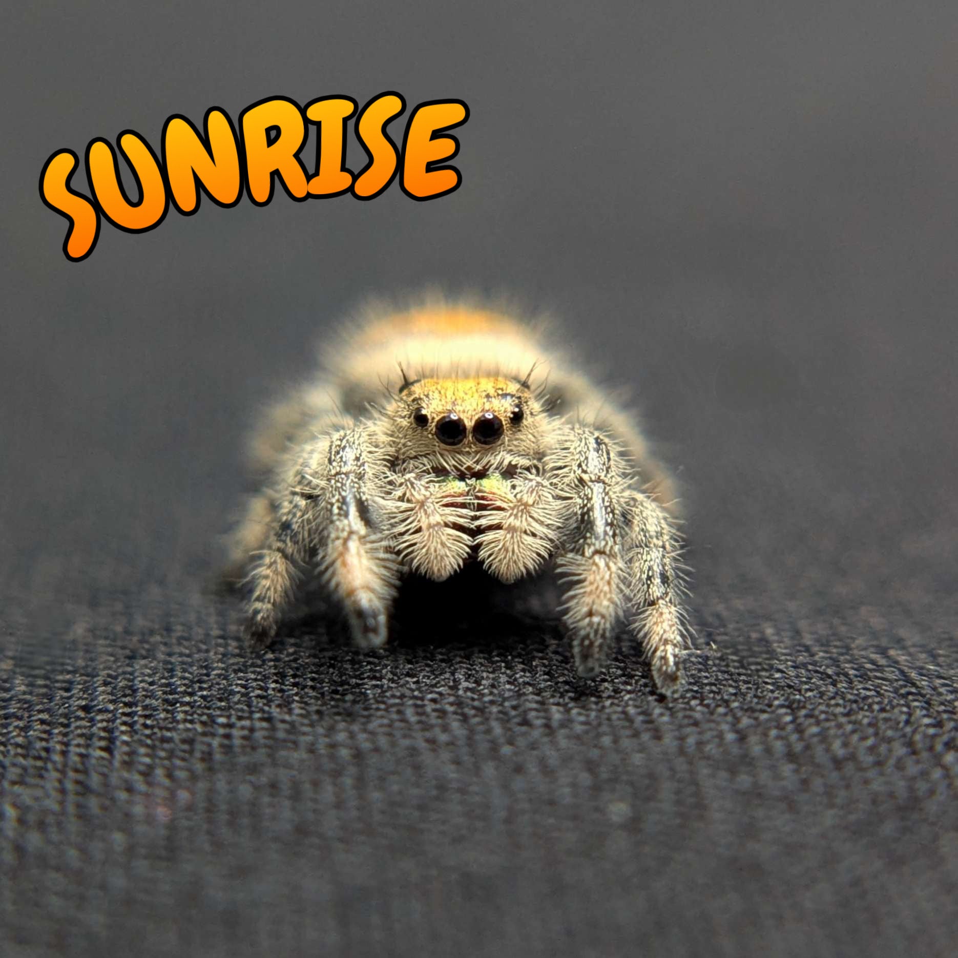 Regal Jumping Spider "Sunrise"