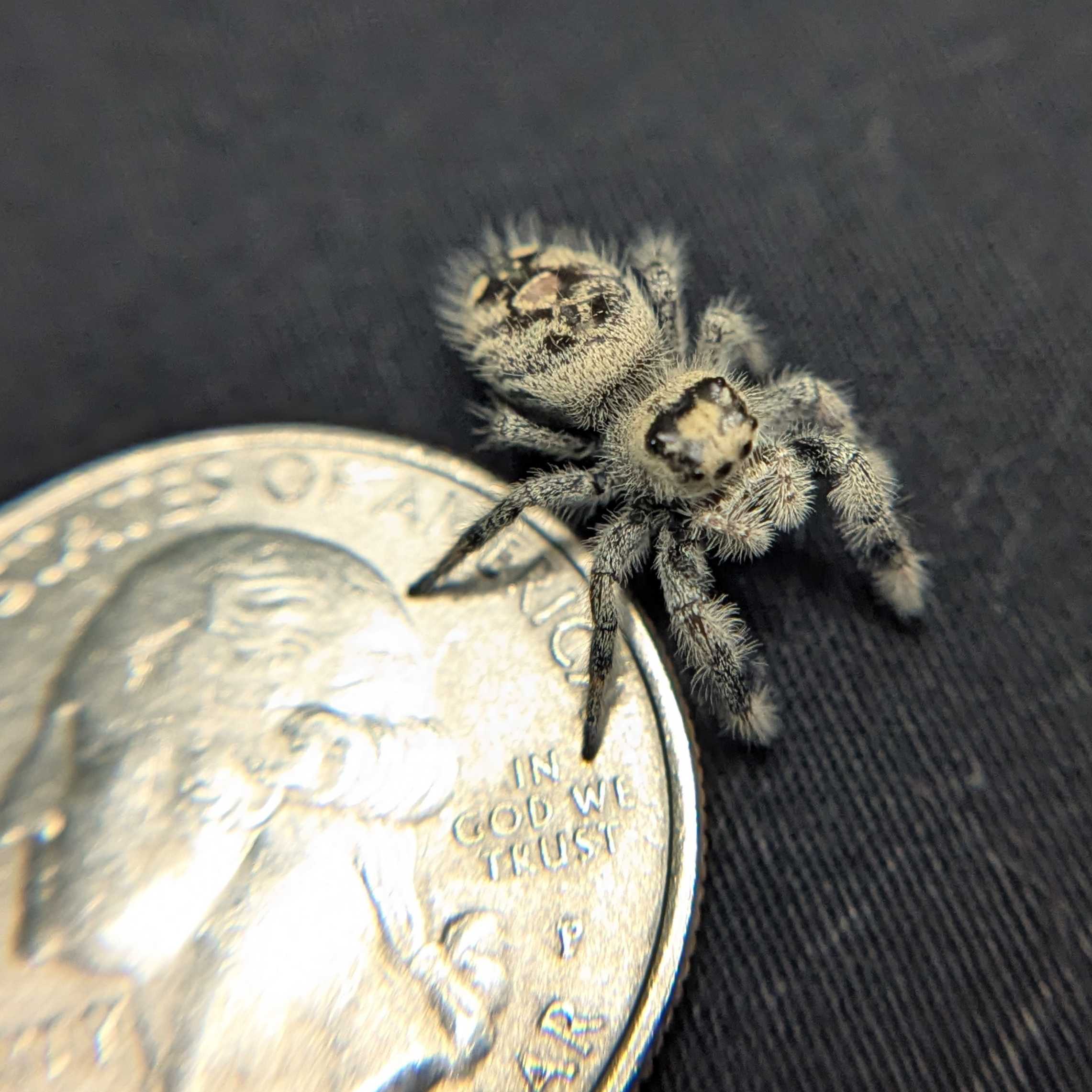 Regal Jumping Spider "Meadow"