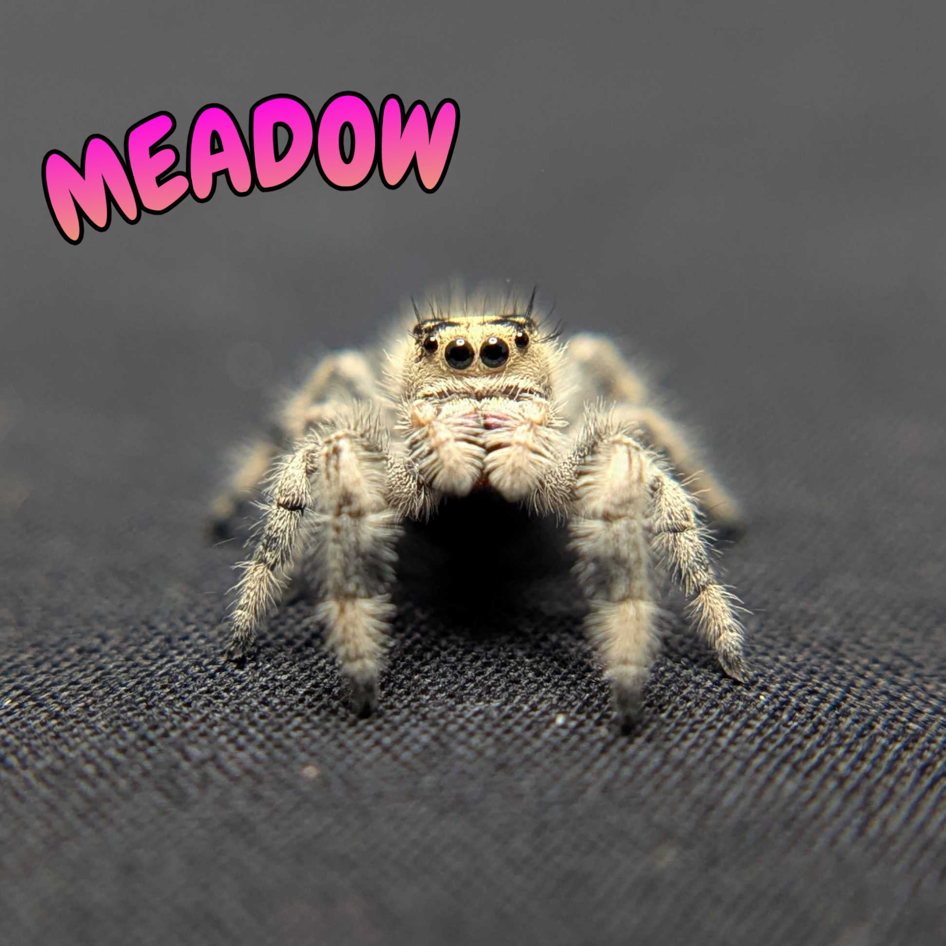 Regal Jumping Spider "Meadow"