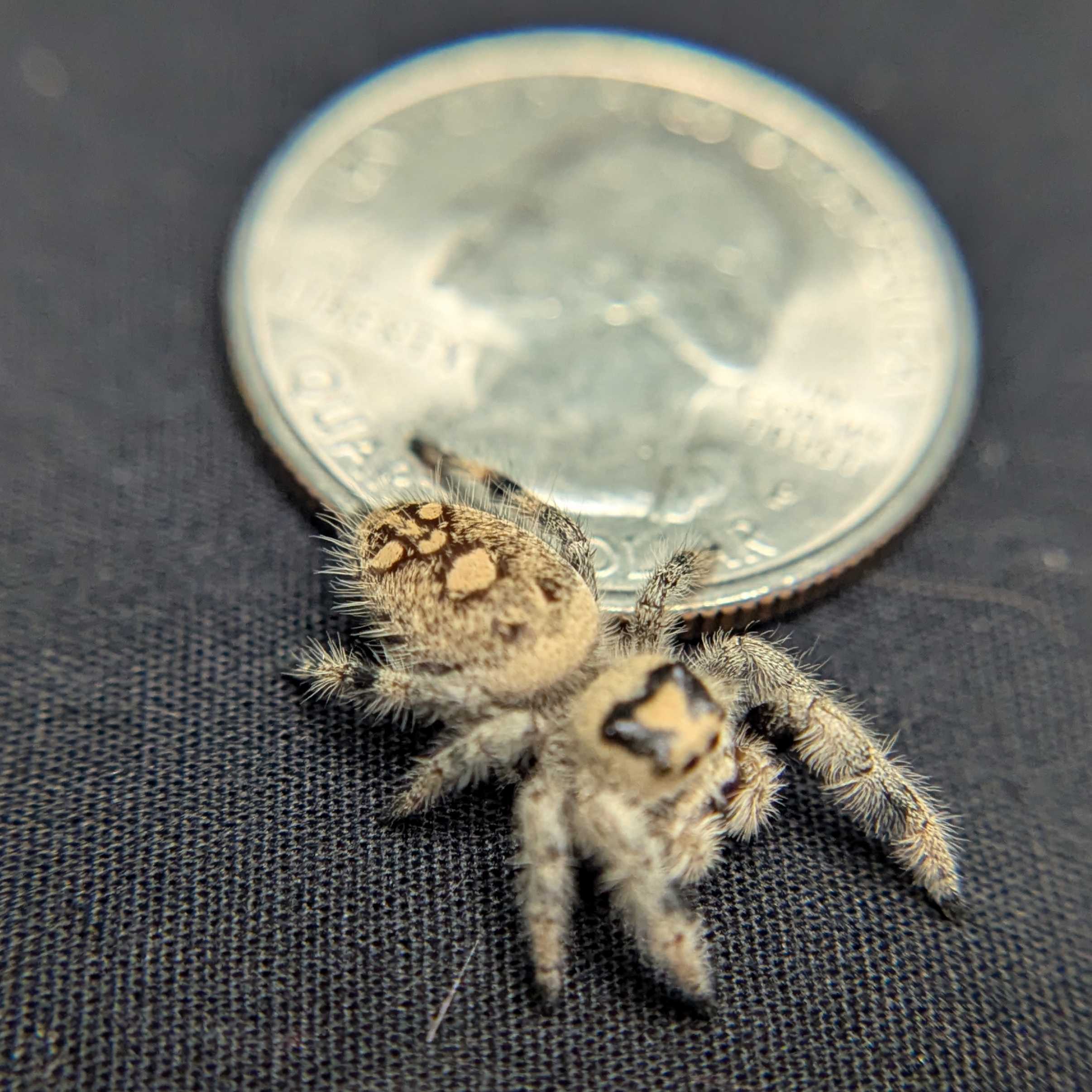 Regal Jumping Spider "Crumpet"