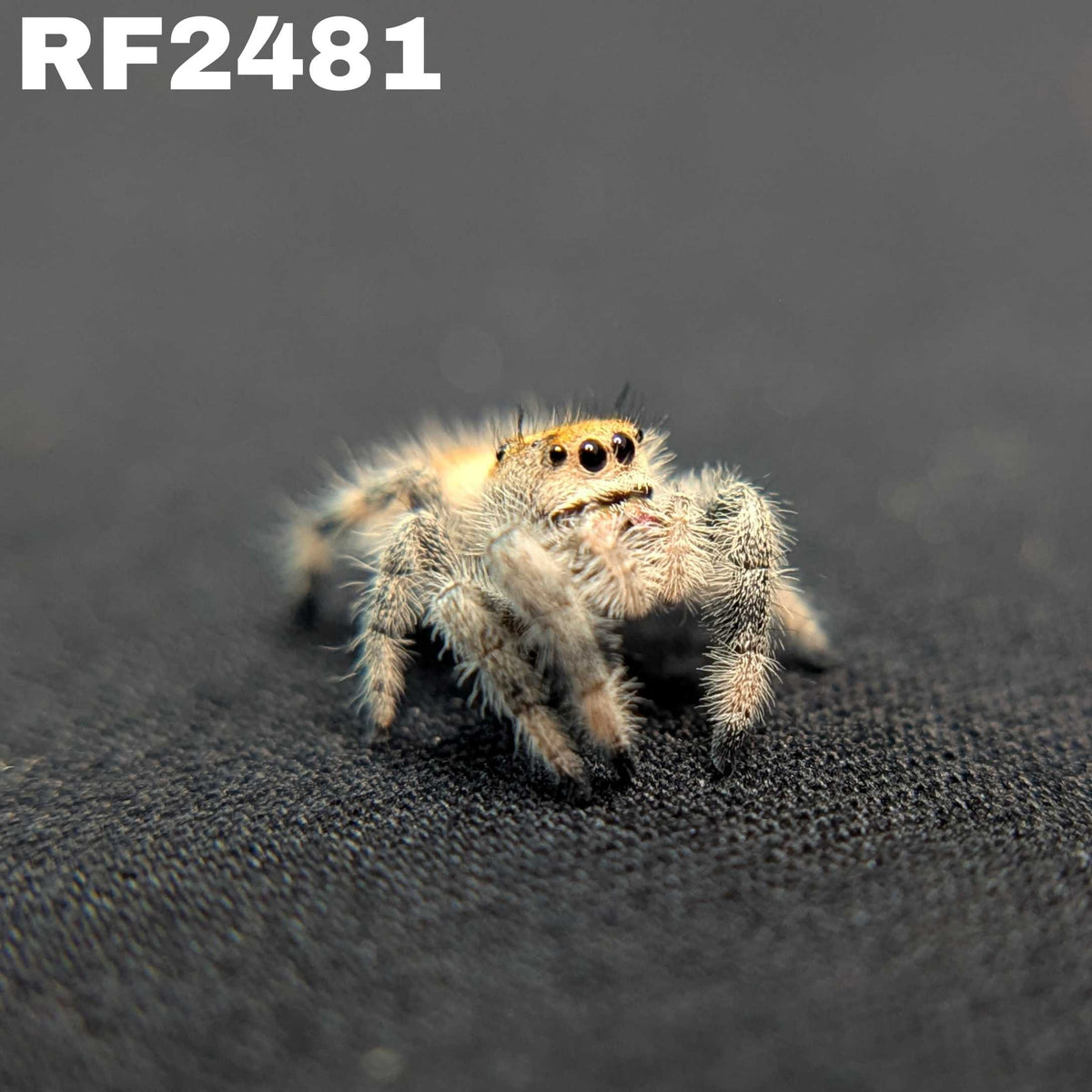 Regal Jumping Spider "Heat"